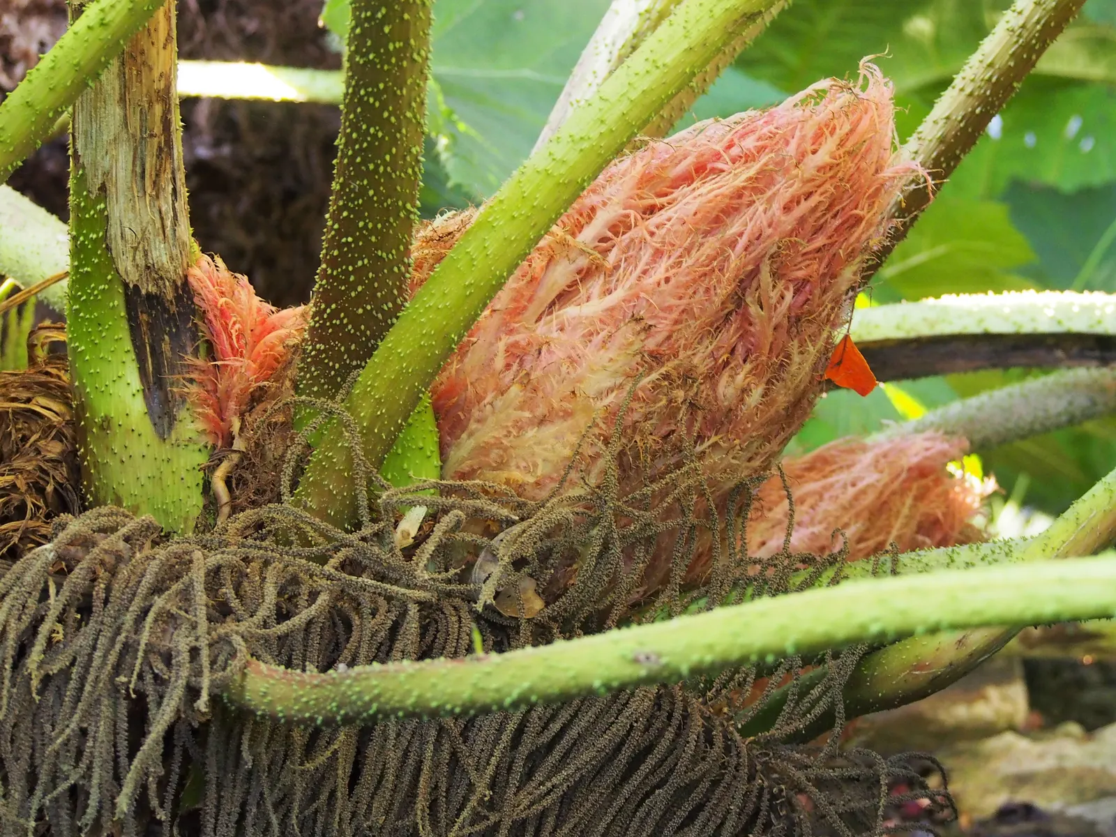 Giant Gunnera (Gunnera Manicata) — These spikes add a prehistoric touch to the garden aesthetic.<br><br>With a spread of up to 10 to 15 feet