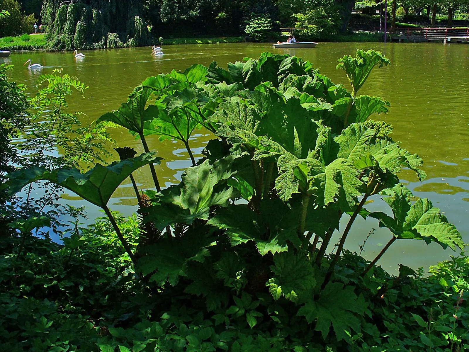 Giant Gunnera (Gunnera Manicata) — is an impactful perennial; requiring ample space with a spread of 10 feet and a height of up to 8 feet