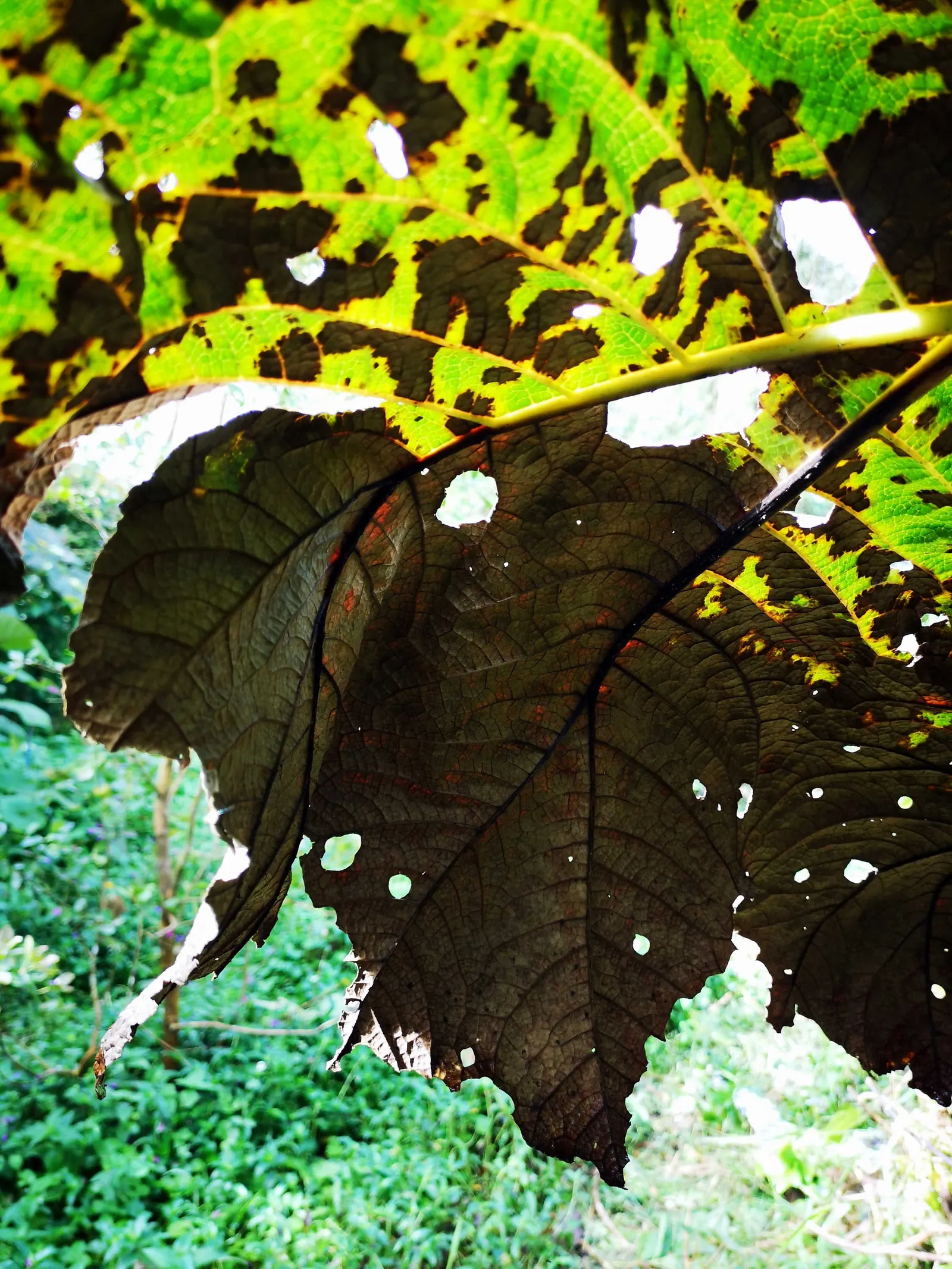 Giant Gunnera (Gunnera Manicata) — displaying tiny reddish-green florets; the Giant Gunnera thrives in moist, image 73