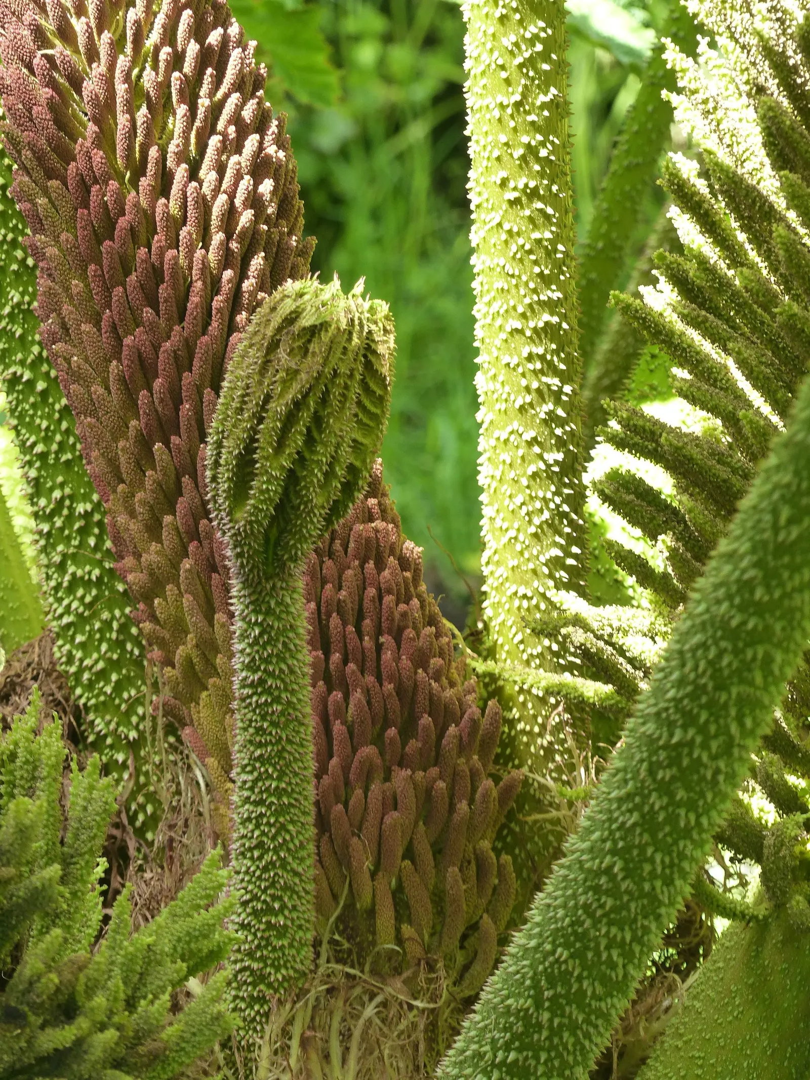 Giant Gunnera (Gunnera Manicata) — where its roots can remain hydrated; this architectural plant originates from South America and is renowned for, image 50