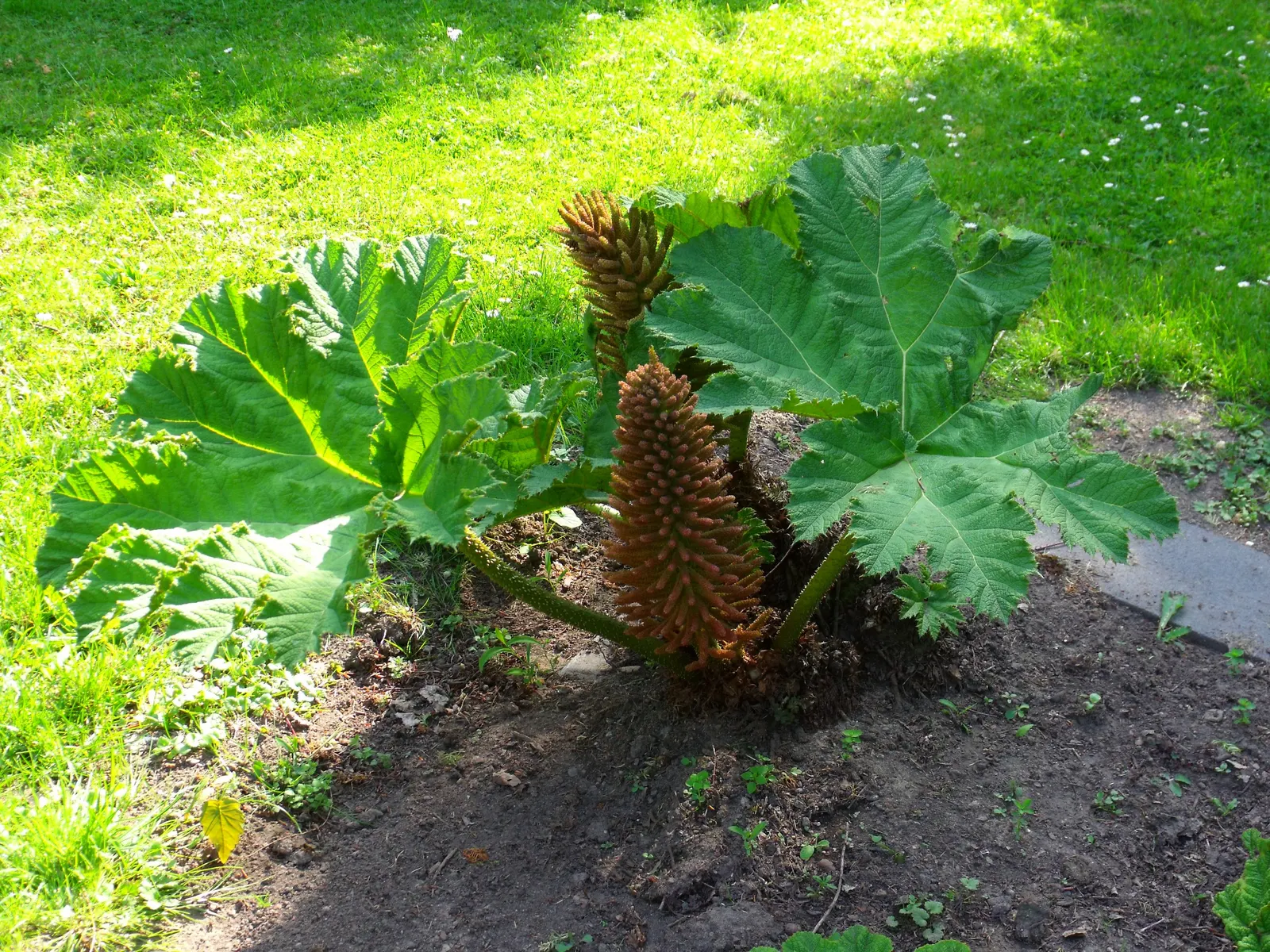Giant Gunnera (Gunnera Manicata) — the Giant Gunnera thrives in moist