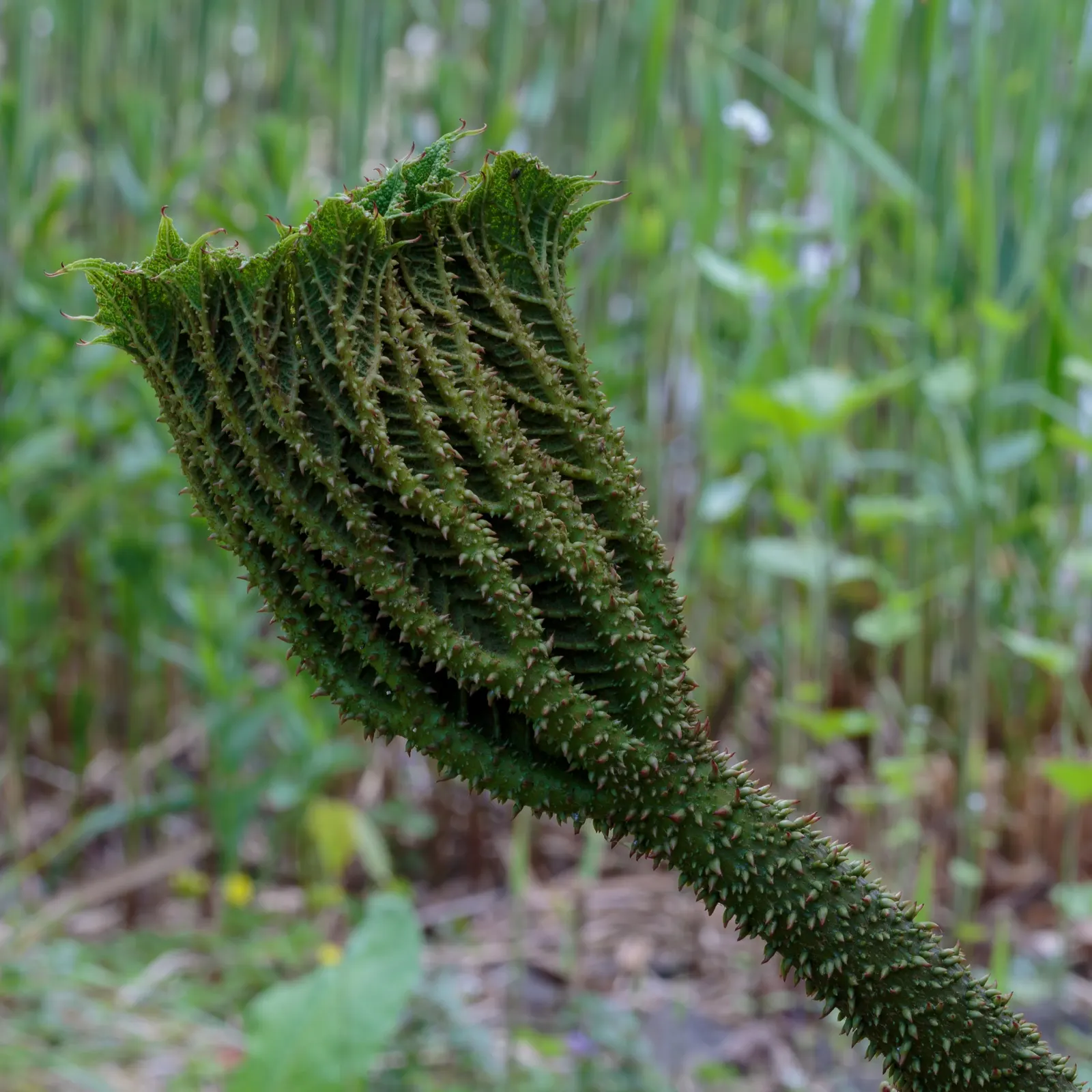 Giant Gunnera (Gunnera Manicata) — the Giant Gunnera thrives in moist; displaying tiny reddish-green florets, image 48