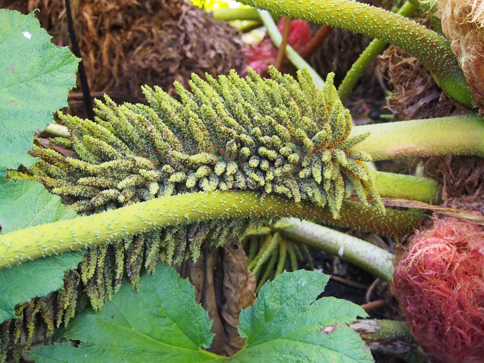 Giant Gunnera (Gunnera Manicata) — It's a visual anchor that creates a sense of lushness and drama; rhubarb-like leaves that can span up to 8 feet across