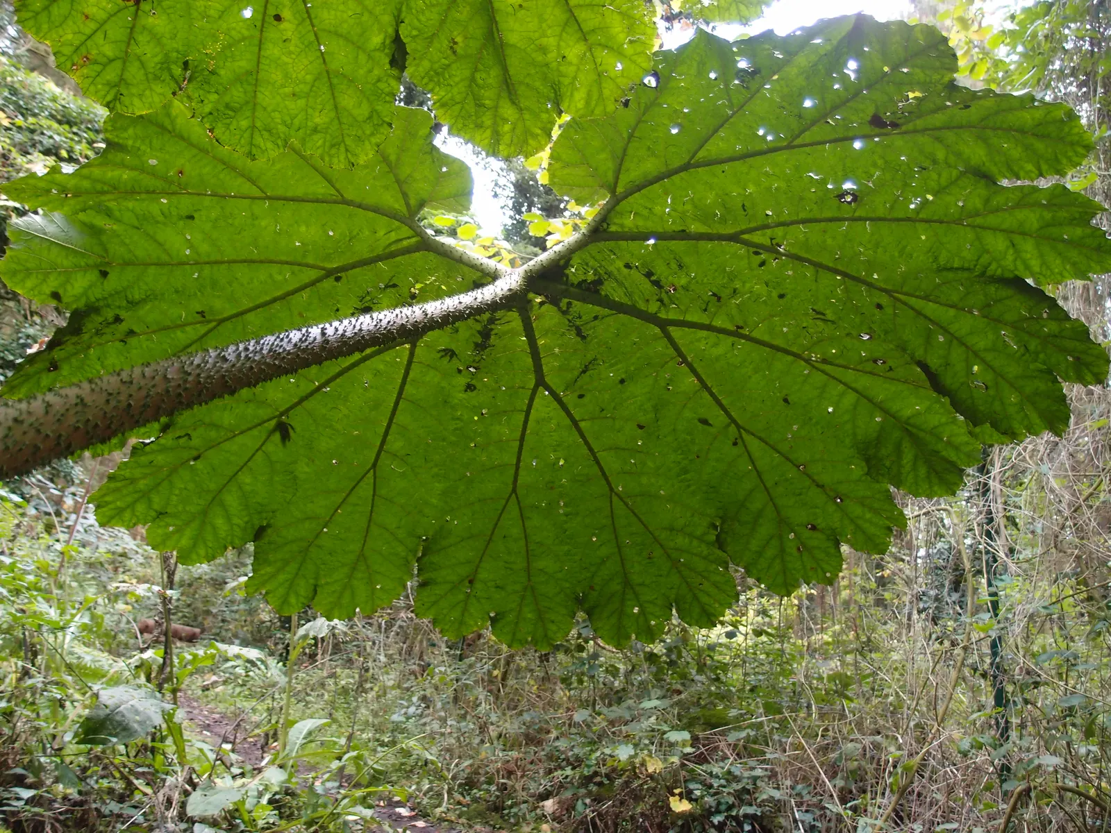 Giant Gunnera (Gunnera Manicata) — commonly known as the Giant Gunnera or Brazilian Giant-Rhubarb; aquatic / perennial with green and red blooms, image 86