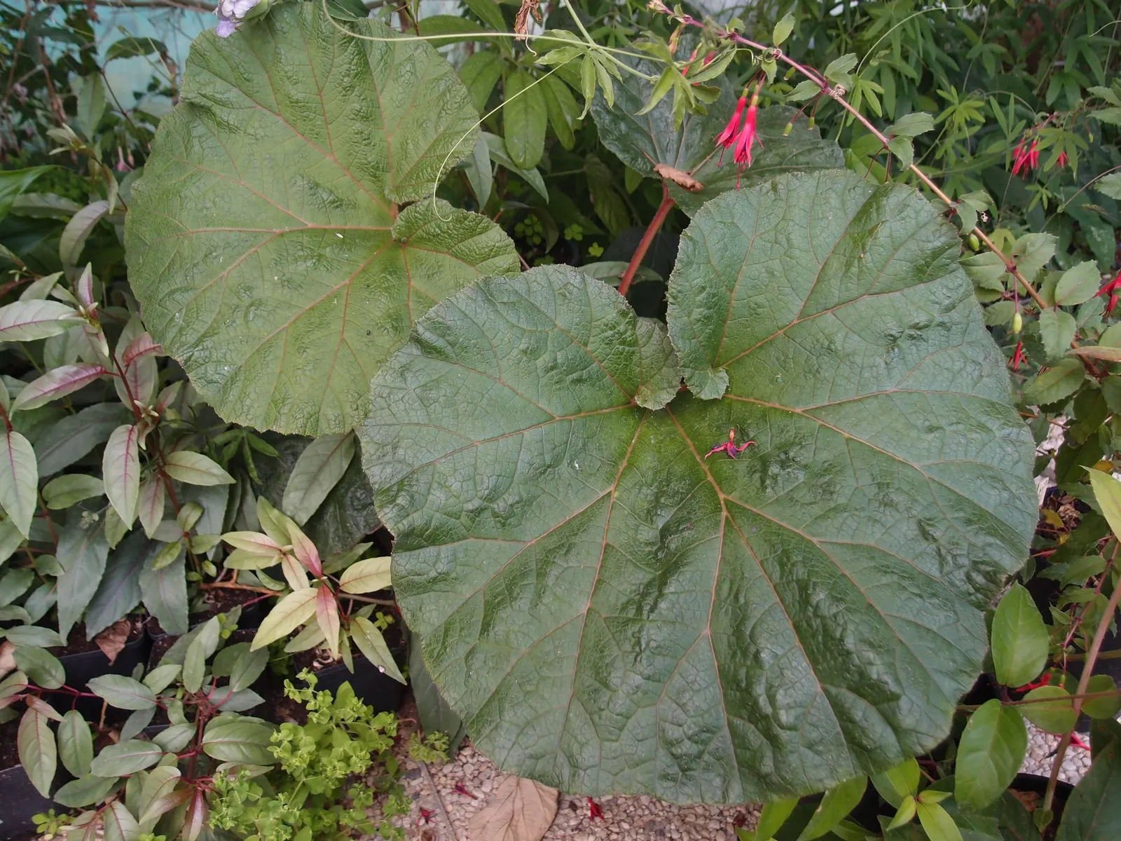 Giant Gunnera (Gunnera Manicata) — commonly known as the Giant Gunnera or Brazilian Giant-Rhubarb; aquatic / perennial with green and red blooms, image 66