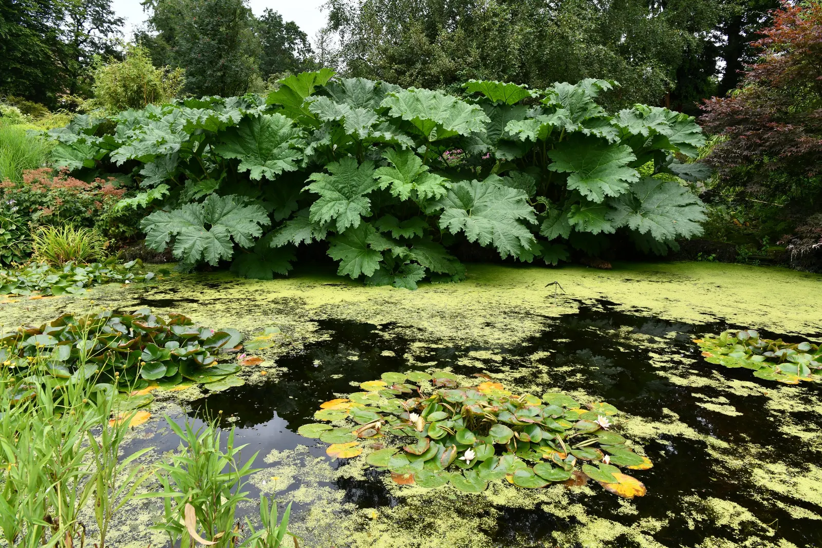 Giant Gunnera (Gunnera Manicata) — In summer, it produces red-green conical flower spikes, adding to its dramatic presence