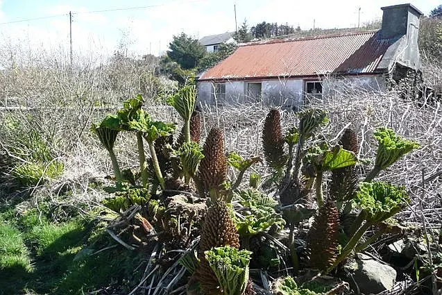 Giant Gunnera (Gunnera Manicata) — This architectural plant originates from South America and is renowned for its colossal; commonly known as the, image 87
