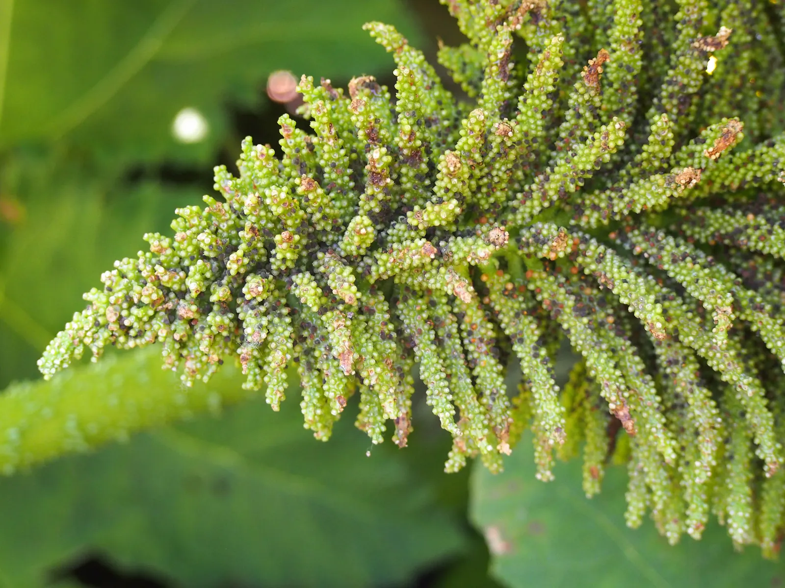 Giant Gunnera (Gunnera Manicata) — rich soils and is particularly well-suited to waterside plantings or bog gardens; aquatic / perennial for full, image 89