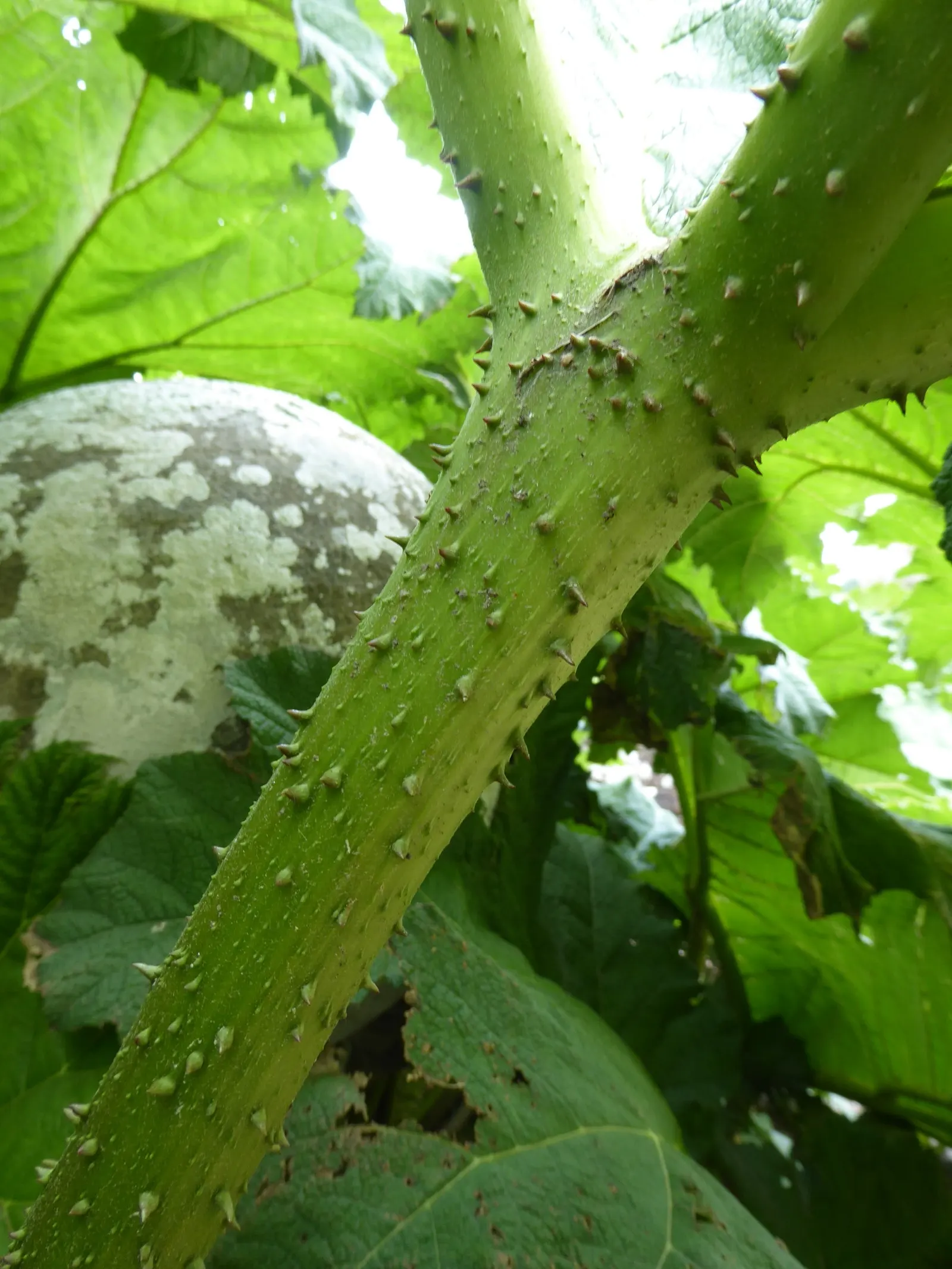 Giant Gunnera (Gunnera Manicata) — Regular feeding and consistent moisture will ensure this plant maintains vigor and its signature grandeur
