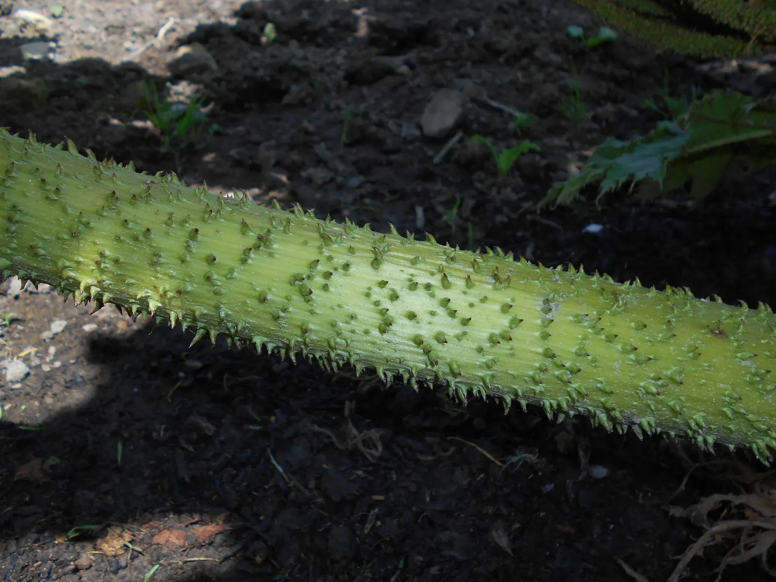 Giant Gunnera (Gunnera Manicata) — Ideal for a waterside focal point in USDA zones 7-10; green and red flowers in the garden, image 83