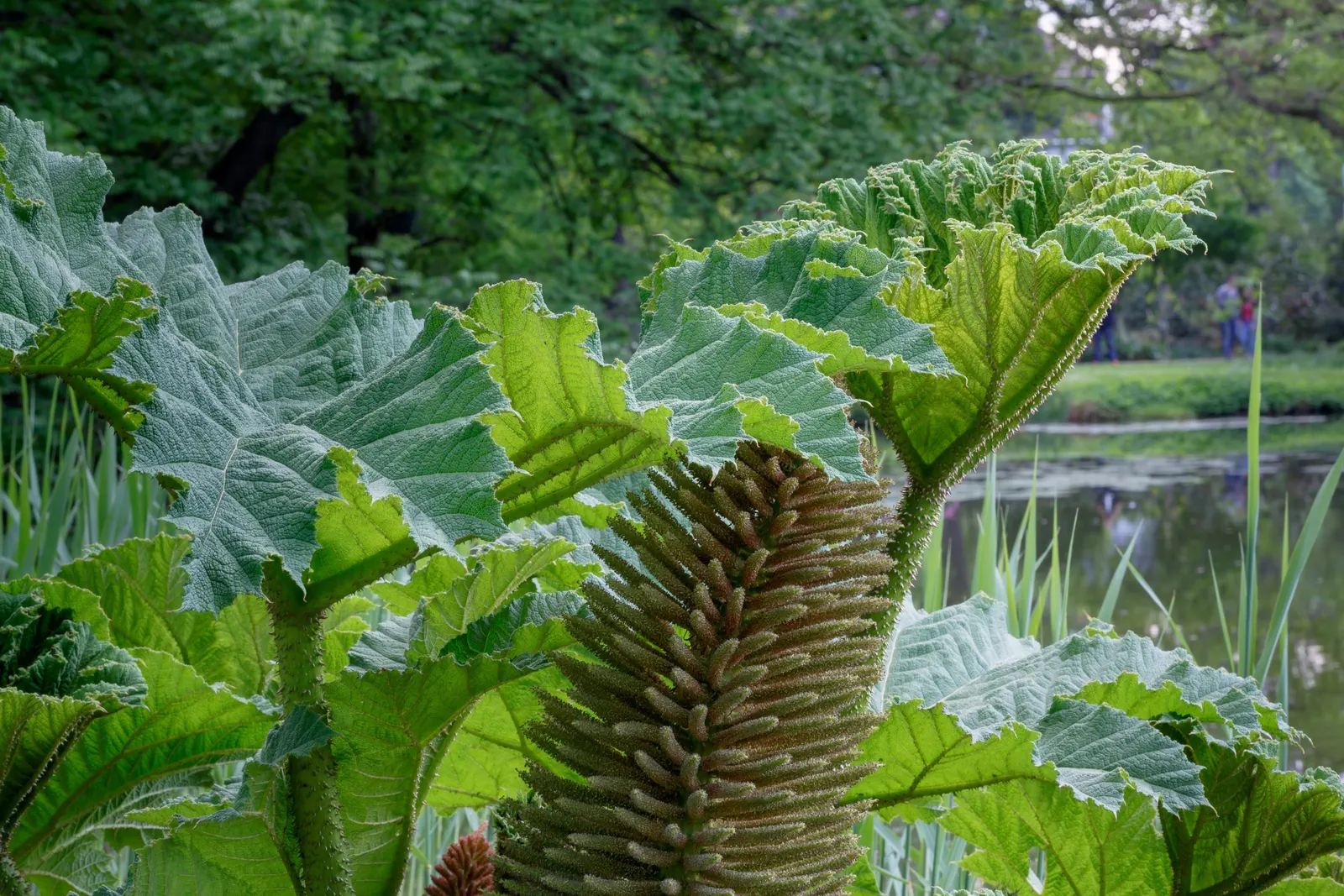 Giant Gunnera (Gunnera Manicata) — rhubarb-like leaves that can span up to 8 feet across; although hardy in USDA zones 7 to 10, image 42