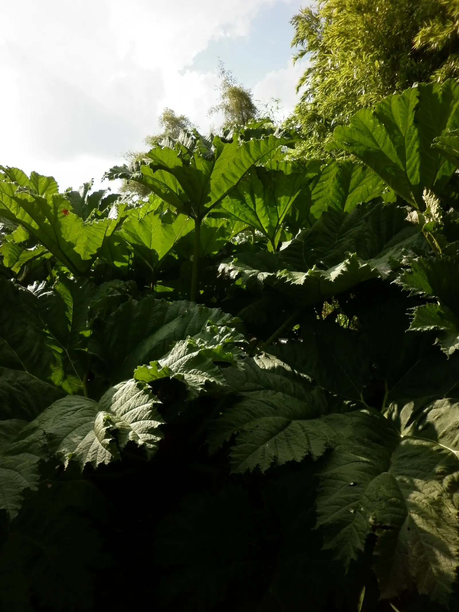 Giant Gunnera (Gunnera Manicata) — rich soils and is particularly well-suited to waterside plantings or bog gardens