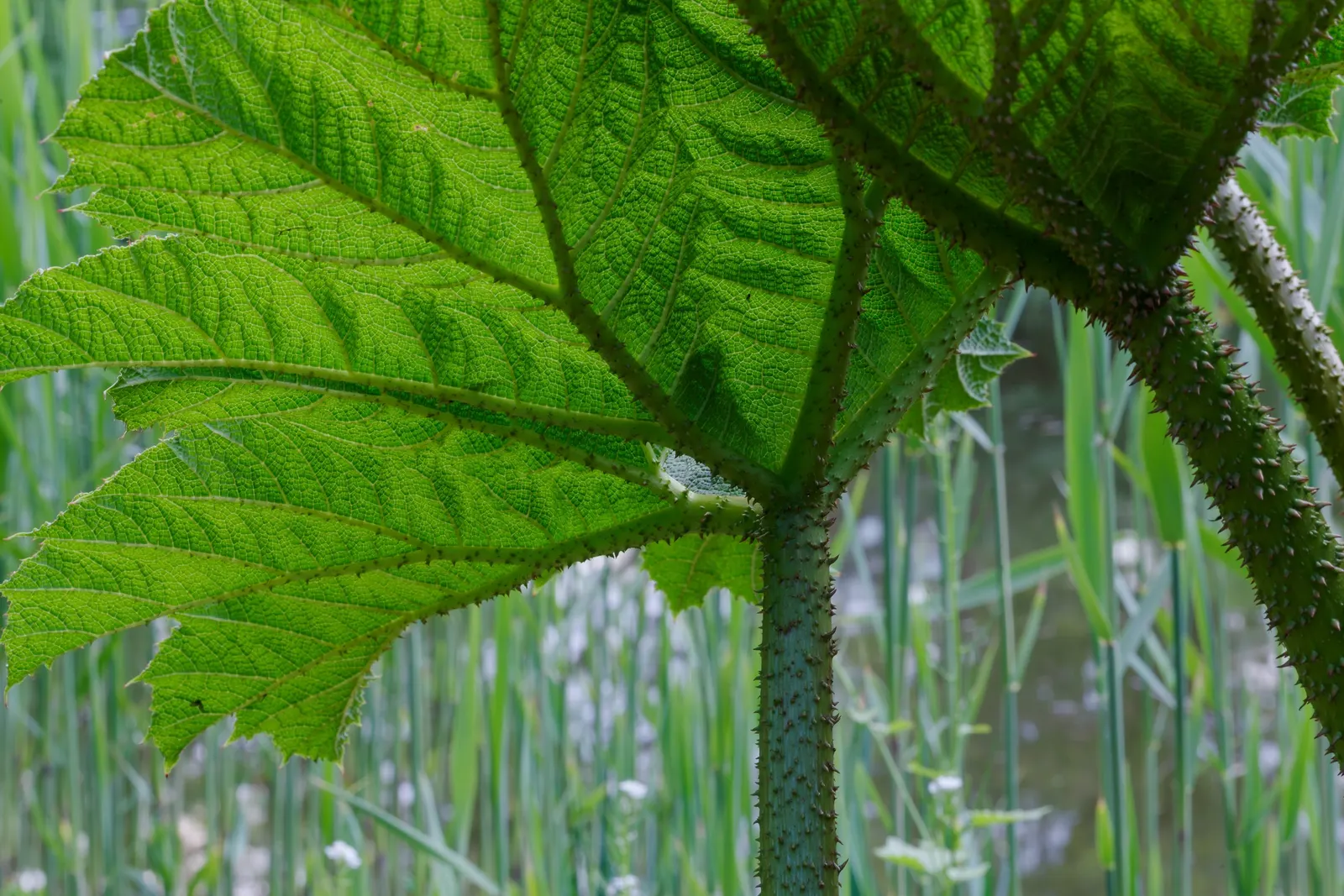 Giant Gunnera (Gunnera Manicata) — is an impactful perennial; requiring ample space with a spread of 10 feet and a height of up to 8 feet, image 41