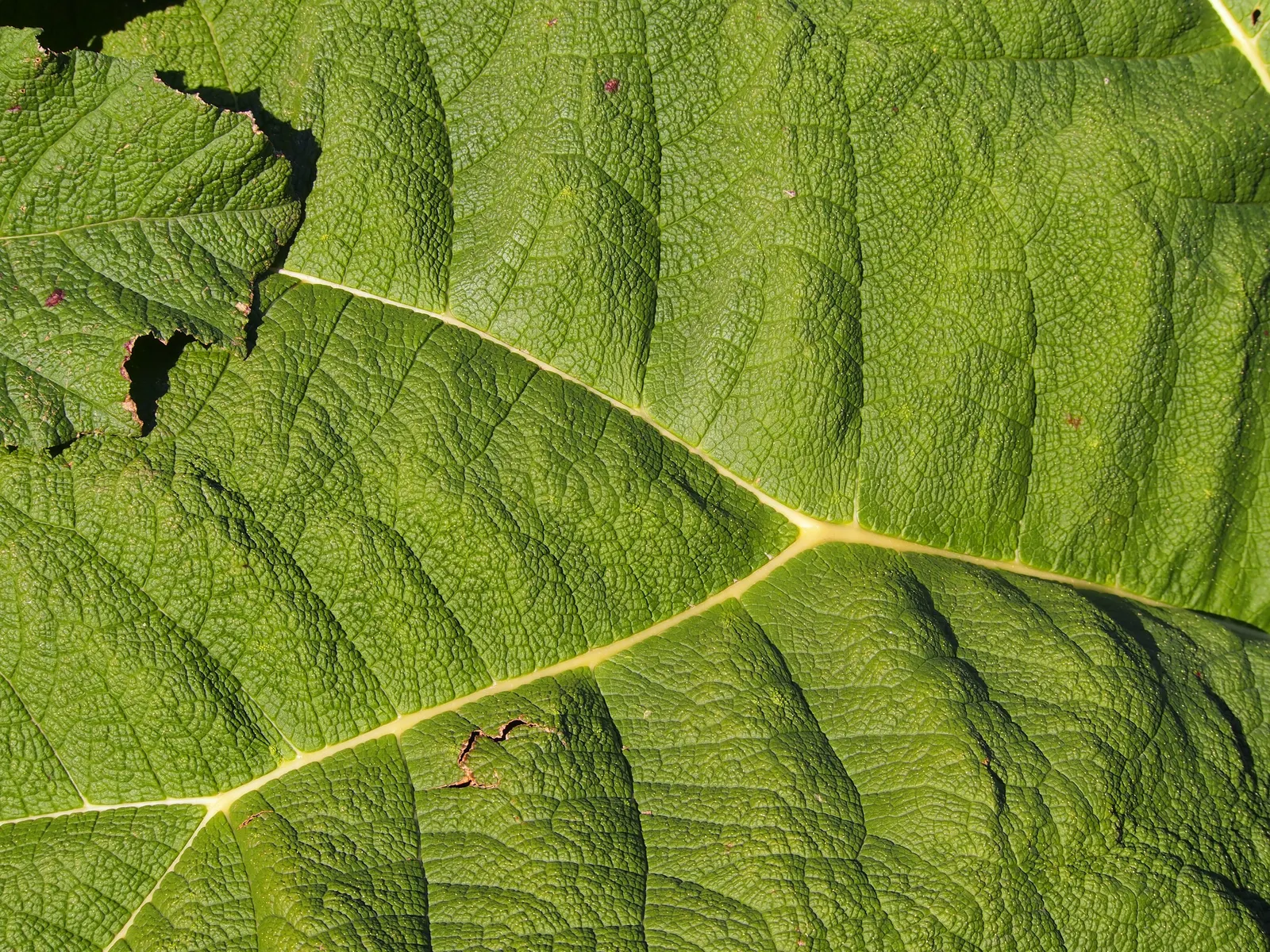 Giant Gunnera (Gunnera Manicata) — is an impactful perennial
