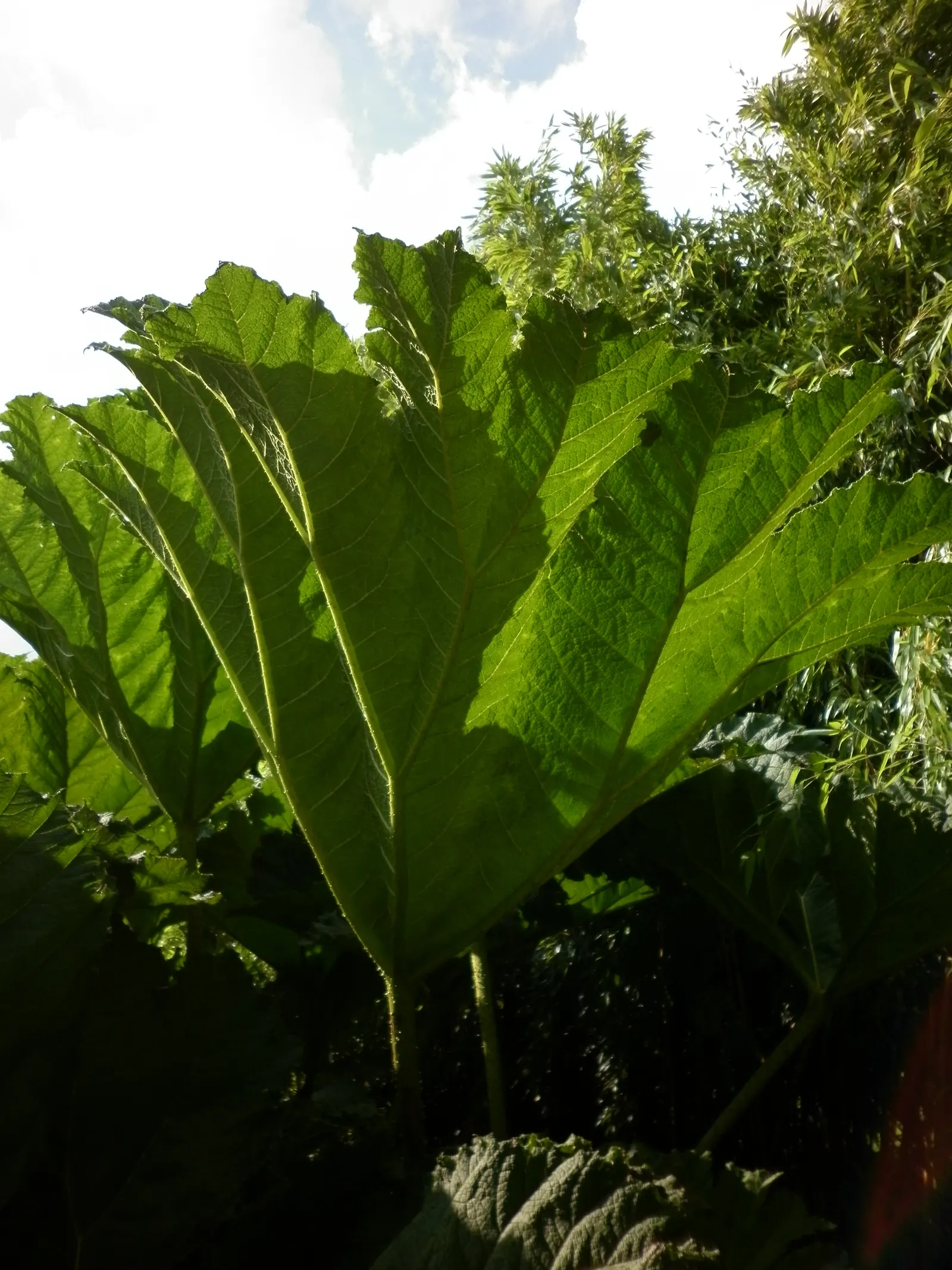 Giant Gunnera (Gunnera Manicata) — This architectural plant originates from South America and is renowned for its colossal