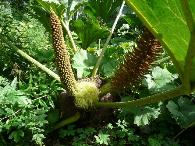 Giant Gunnera (Gunnera Manicata) — Regular feeding and consistent moisture will ensure this plant maintains vigor and its signature grandeur; instantly