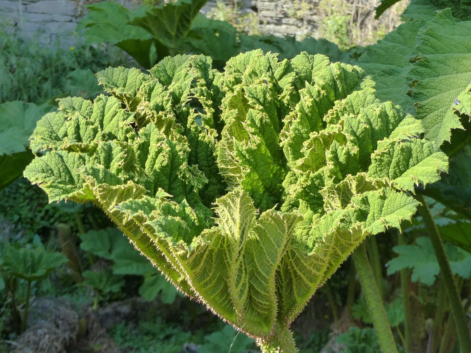 Giant Gunnera (Gunnera Manicata) — which can ascend to a stately 6 feet in height during the summer months; is an impactful perennial