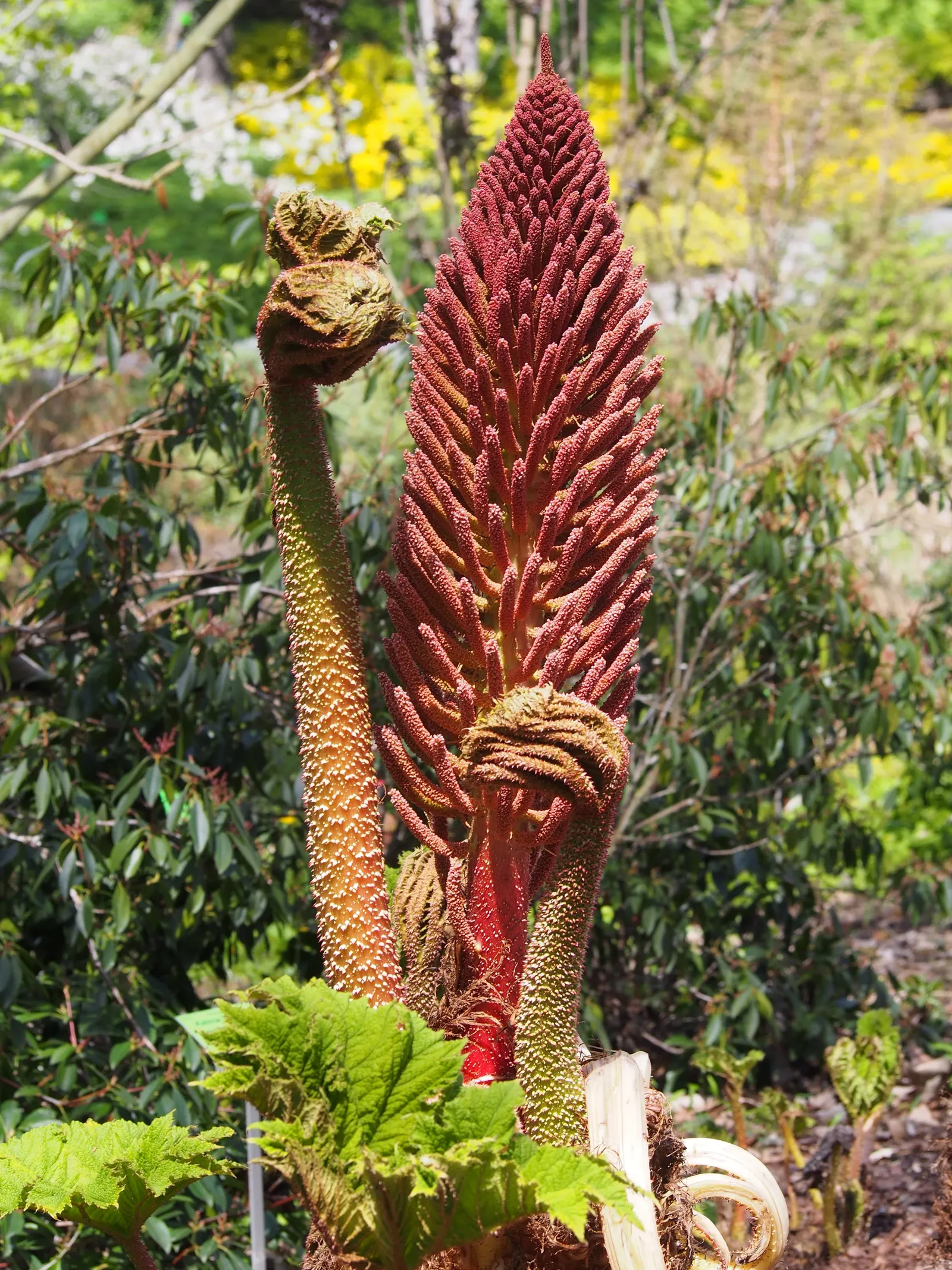 Giant Gunnera (Gunnera Manicata) — rhubarb-like leaves that can span up to 8 feet across; although hardy in USDA zones 7 to 10, image 102
