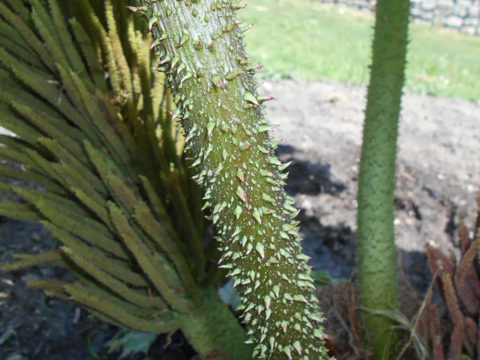 Giant Gunnera (Gunnera Manicata) — Although hardy in USDA zones 7 to 10; these spikes add a prehistoric touch to the garden aesthetic.<br><br>With a spread of