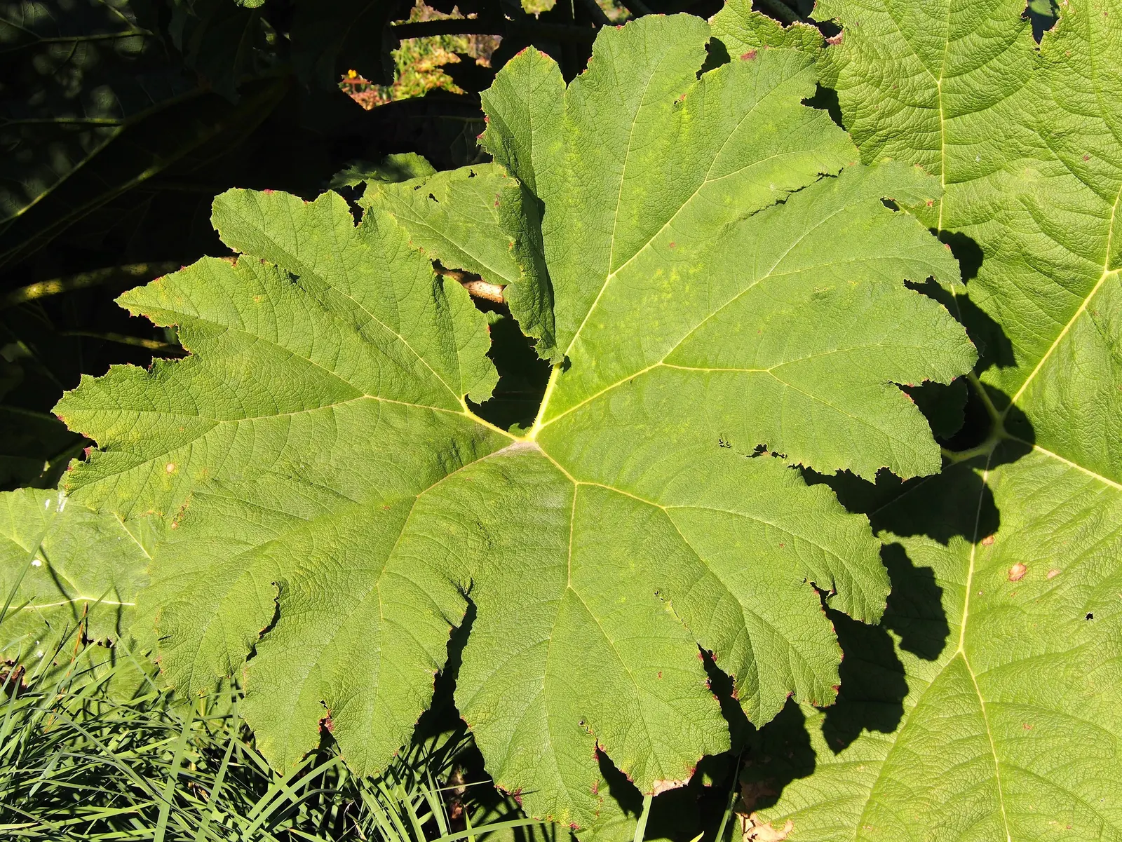 Giant Gunnera (Gunnera Manicata) — Although hardy in USDA zones 7 to 10; these spikes add a prehistoric touch to the garden aesthetic.<br><br>With, image 71