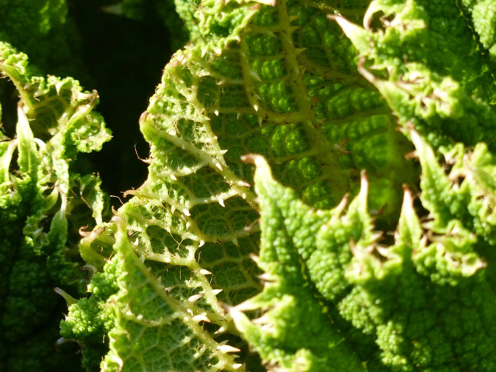 Giant Gunnera (Gunnera Manicata) — Regular feeding and consistent moisture will ensure this plant maintains vigor and its signature grandeur, image 57