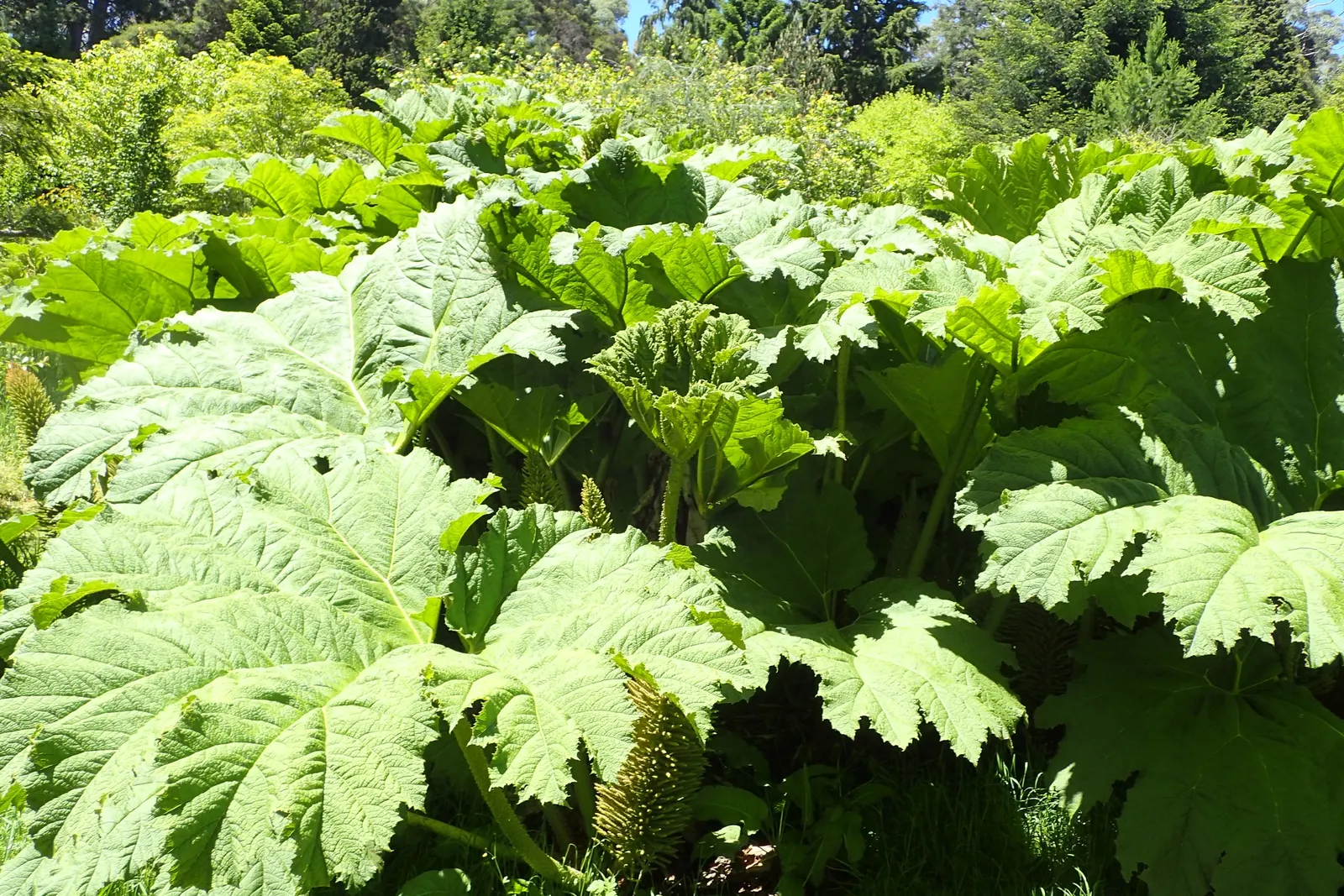 Giant Gunnera (Gunnera Manicata) — In summer, it produces red-green conical flower spikes, adding to its dramatic presence; which can ascend to a, image 45
