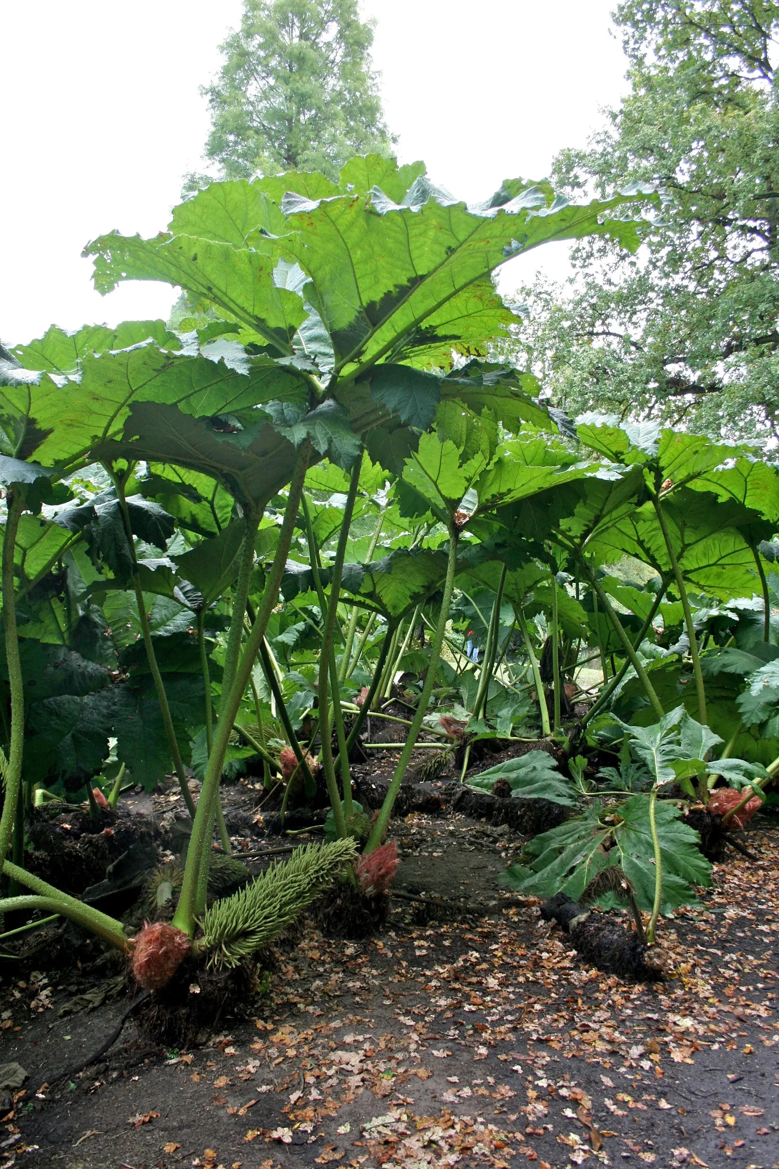 Giant Gunnera (Gunnera Manicata) — aquatic / perennial for full or half