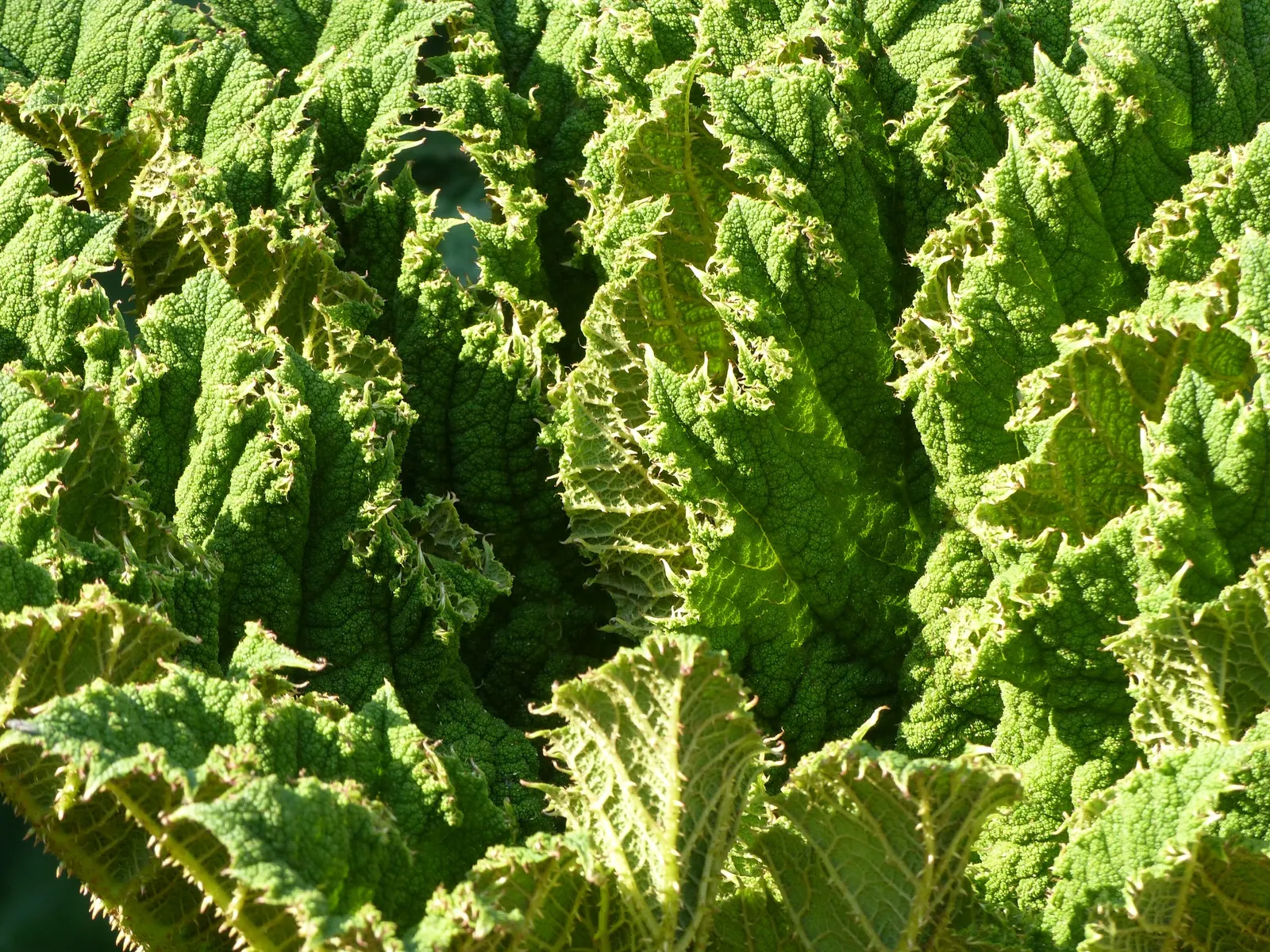 Giant Gunnera (Gunnera Manicata) — aquatic / perennial for full or half; regular feeding and consistent moisture will ensure this plant maintains, image 100