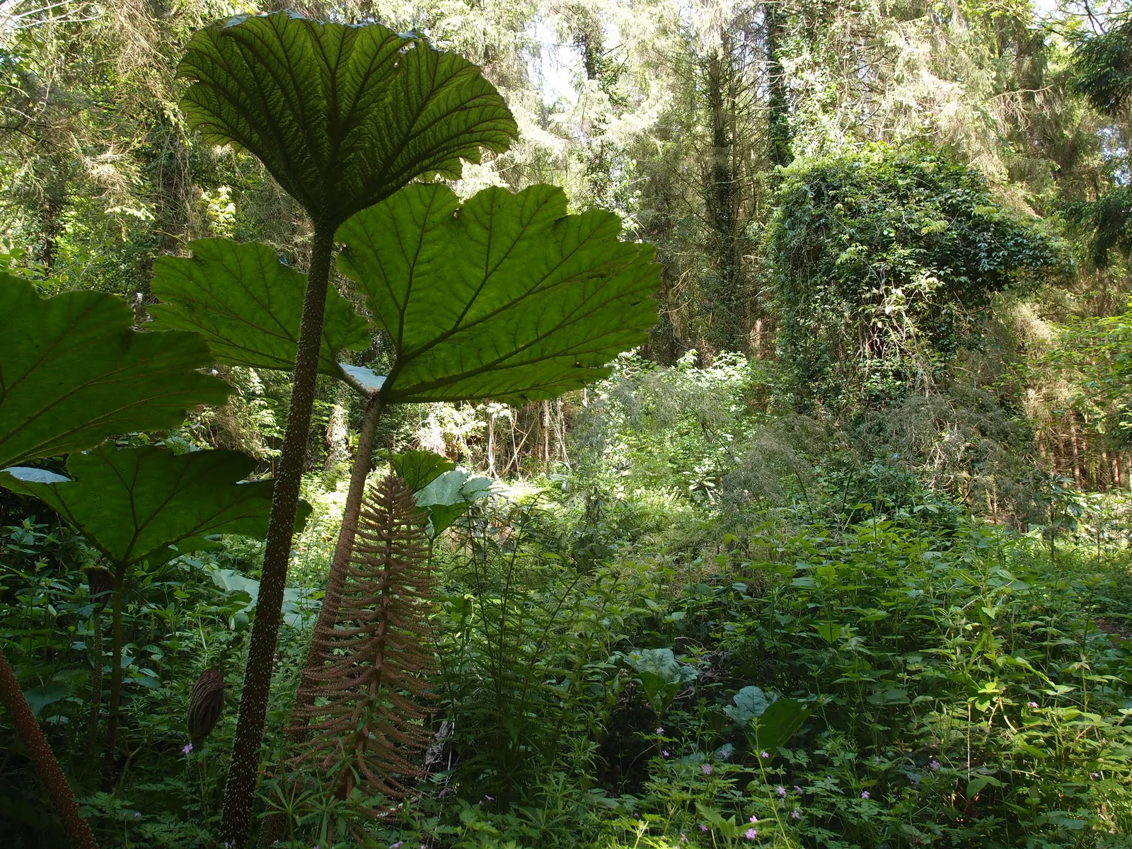 Giant Gunnera (Gunnera Manicata) — These spikes add a prehistoric touch to the garden aesthetic.<br><br>With a spread of up to 10 to 15 feet; it's, image 94