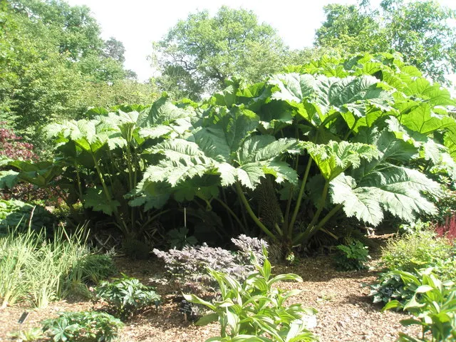 Giant Gunnera (Gunnera Manicata) — where its roots can remain hydrated; this architectural plant originates from South America and is renowned for, image 70
