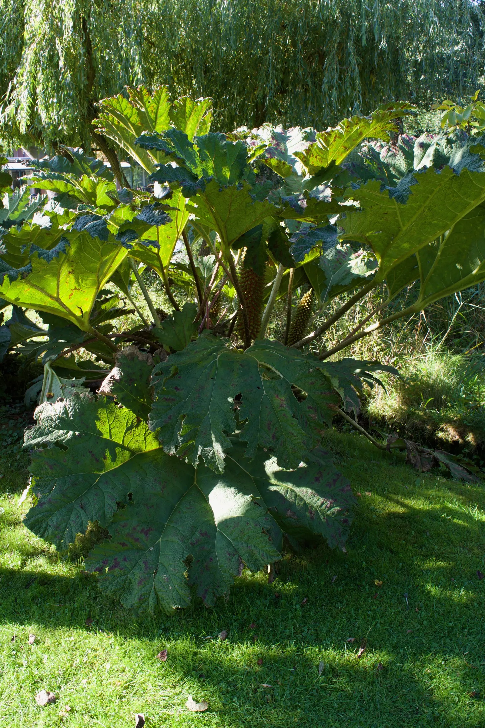 Giant Gunnera (Gunnera Manicata) — instantly transforming any garden scape into a tropical retreat; rich soils and is particularly well-suited to, image 96