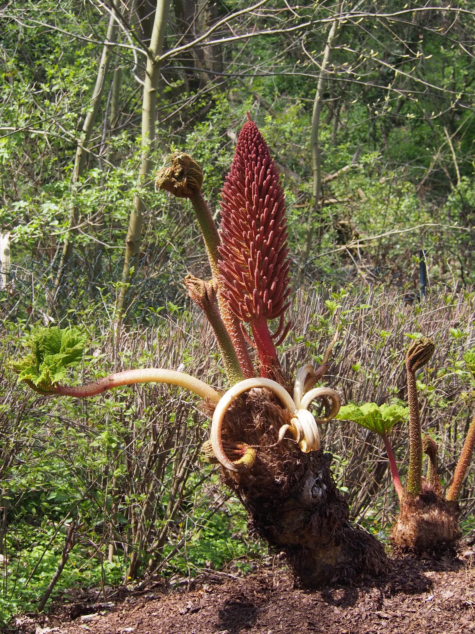 Giant Gunnera (Gunnera Manicata) — commonly known as the Giant Gunnera or Brazilian Giant-Rhubarb; aquatic / perennial with green and red blooms, image 46