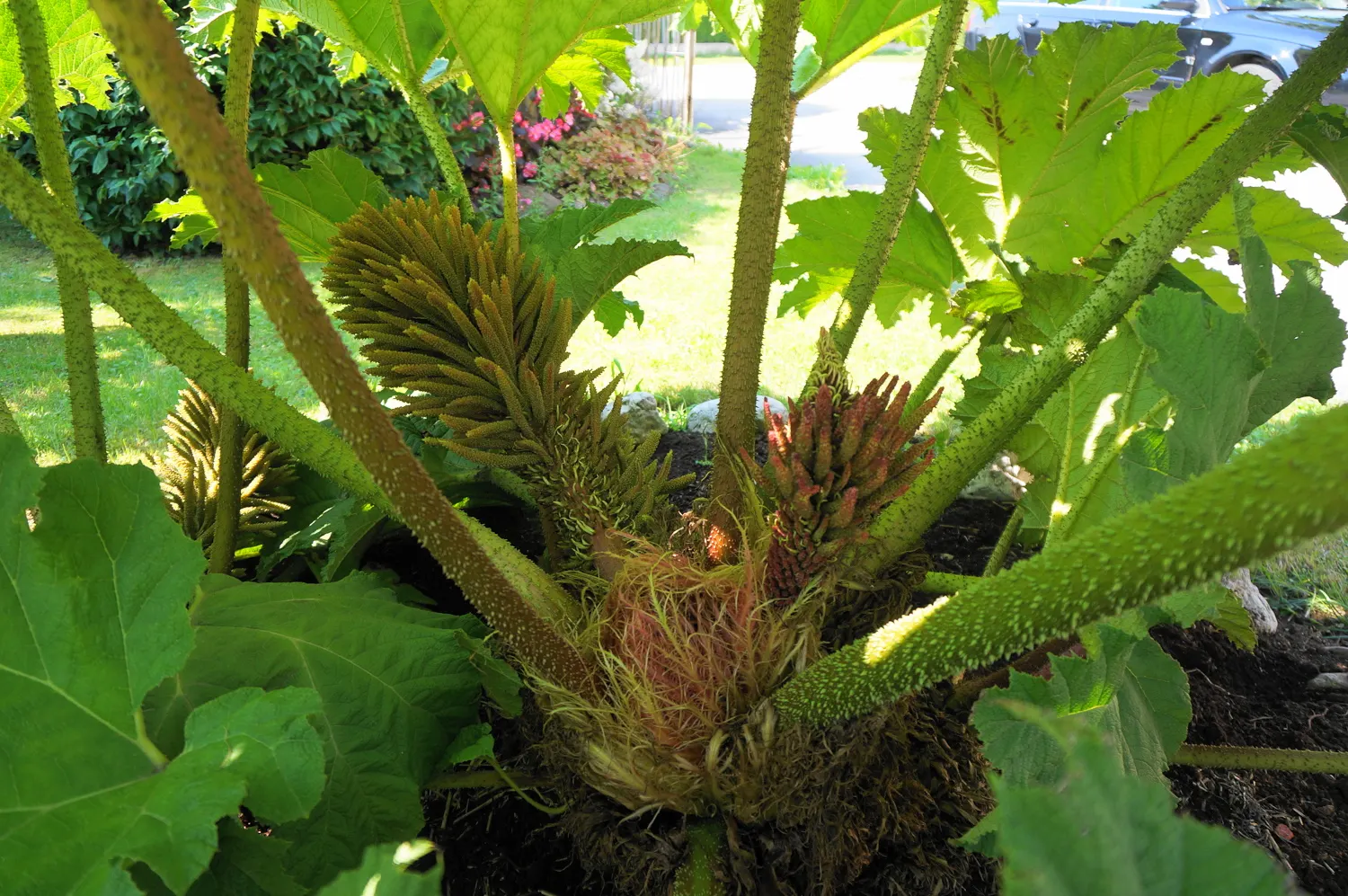 Giant Gunnera (Gunnera Manicata) — displaying tiny reddish-green florets; the Giant Gunnera thrives in moist
