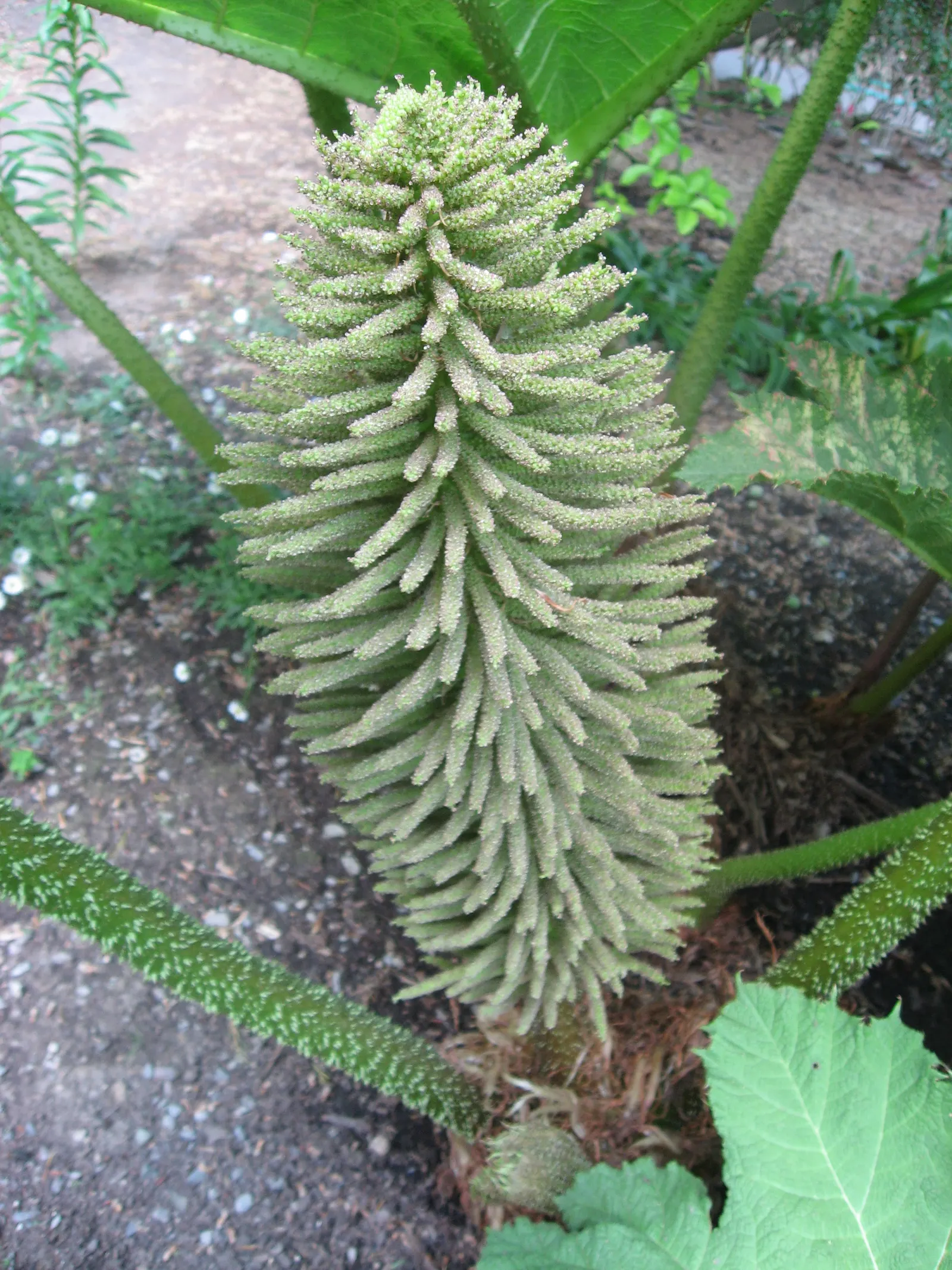 Giant Gunnera (Gunnera Manicata) — requiring ample space with a spread of 10 feet and a height of up to 8 feet; in summer, it produces red-green, image 84