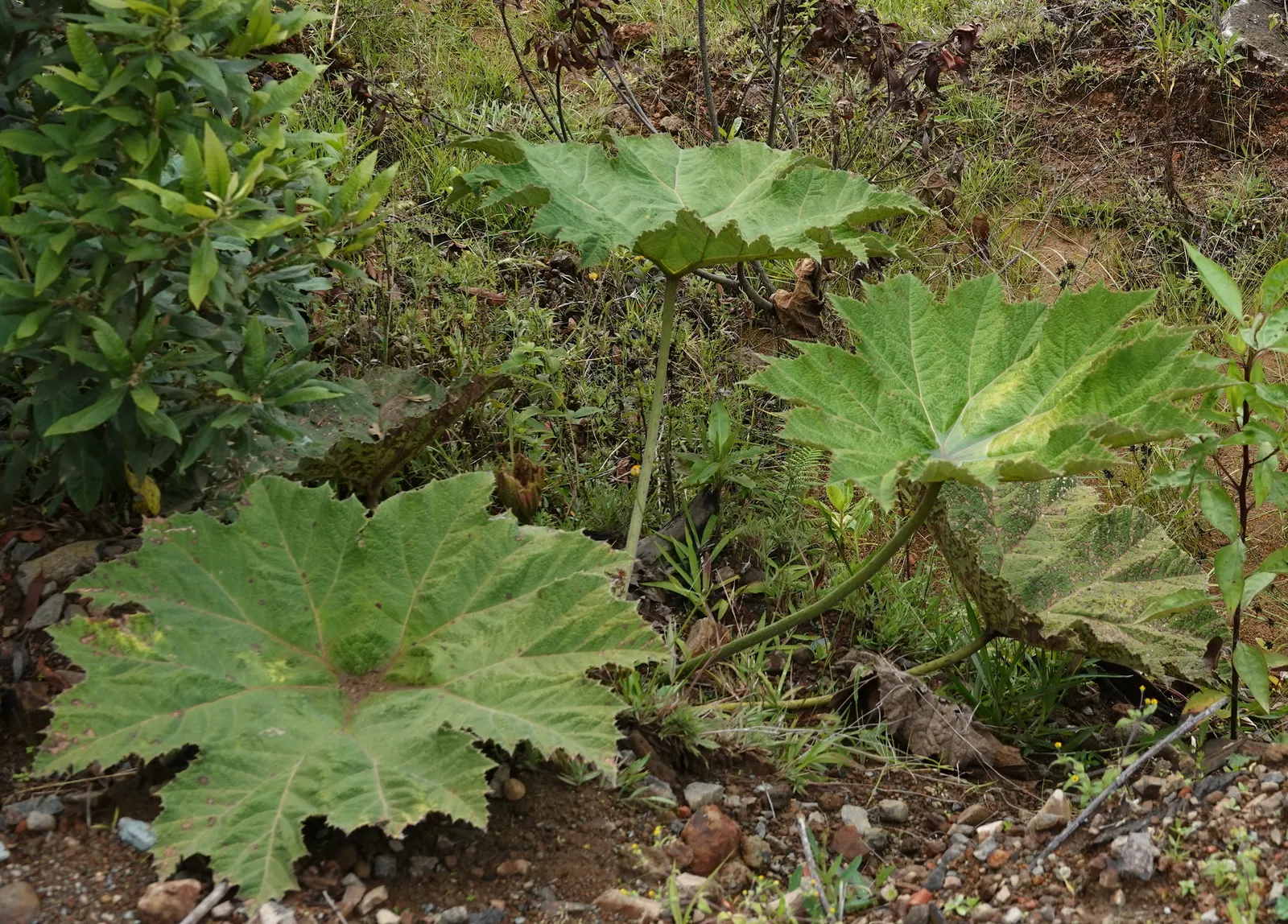 Giant Gunnera (Gunnera Manicata) — instantly transforming any garden scape into a tropical retreat; rich soils and is particularly well-suited to waterside