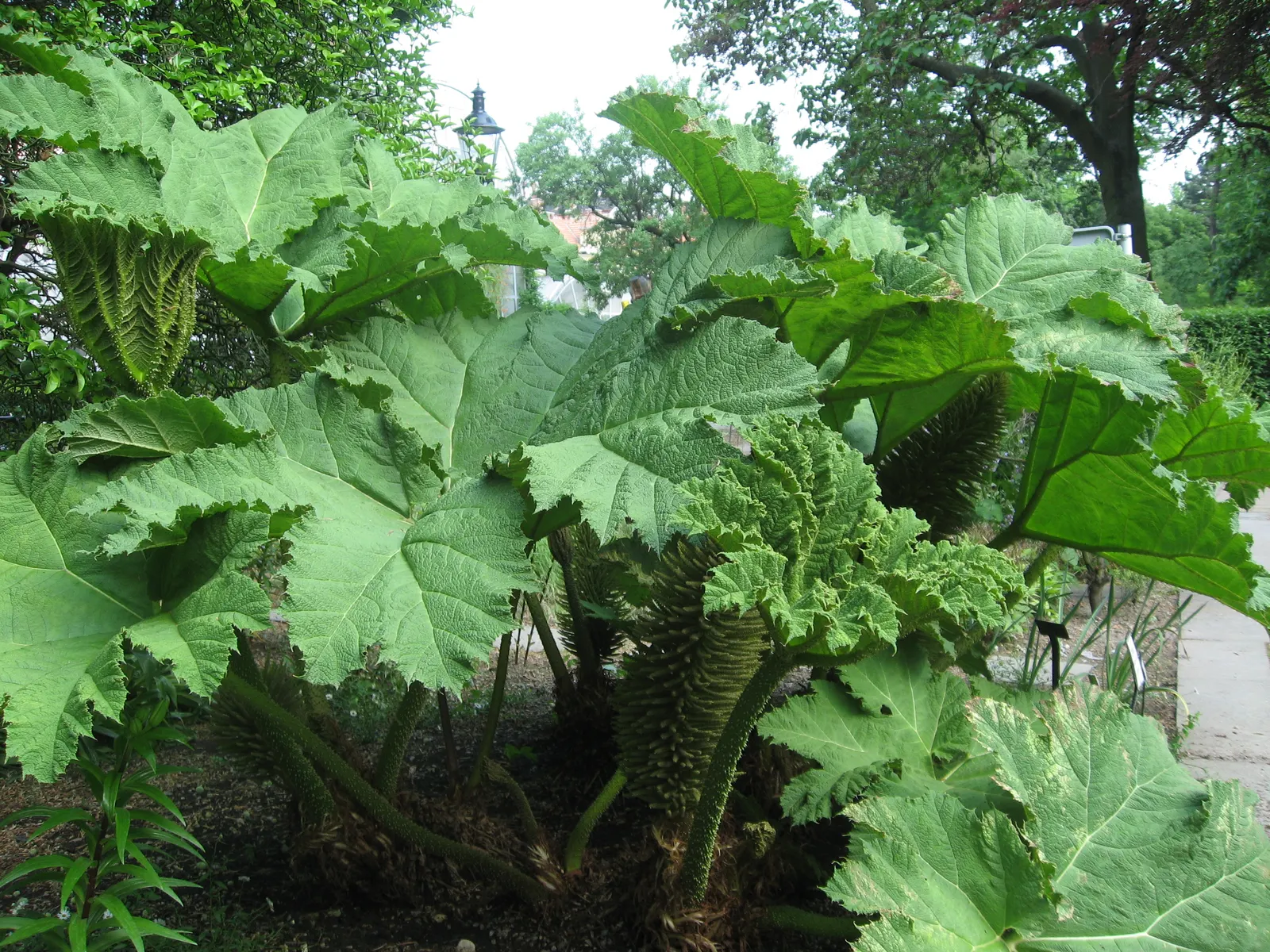 Giant Gunnera (Gunnera Manicata) — rich soils and is particularly well-suited to waterside plantings or bog gardens; aquatic / perennial for full, image 49