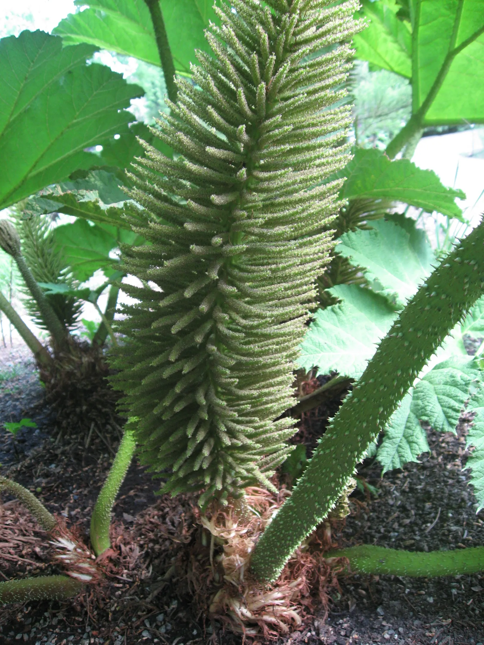 Giant Gunnera (Gunnera Manicata) — instantly transforming any garden scape into a tropical retreat; rich soils and is particularly well-suited to, image 76