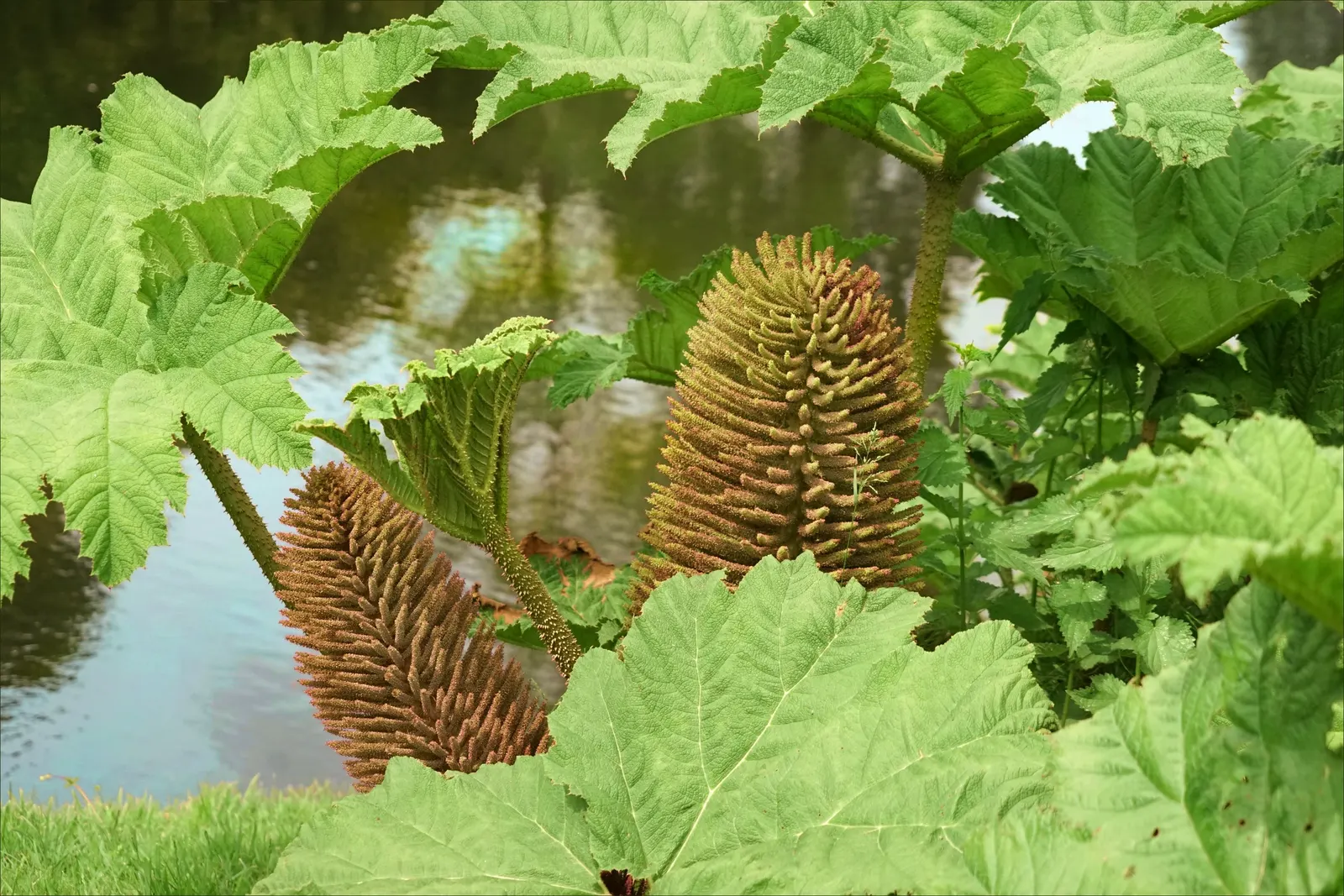 Giant Gunnera (Gunnera Manicata) — Although hardy in USDA zones 7 to 10; these spikes add a prehistoric touch to the garden aesthetic.<br><br>With, image 91