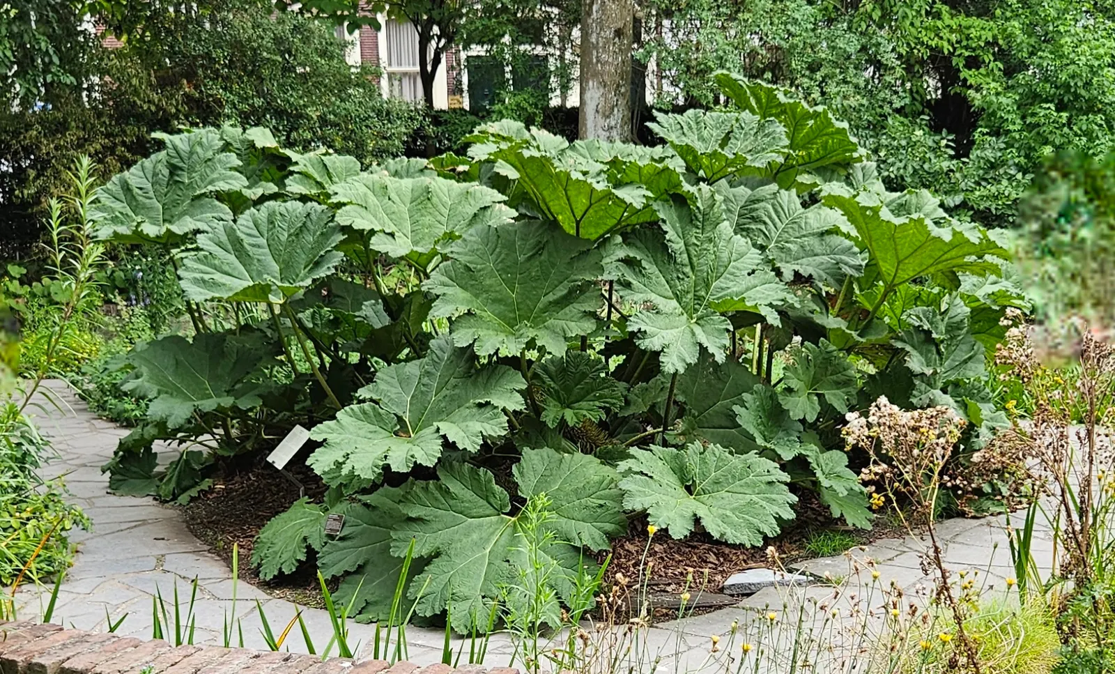 Giant Gunnera (Gunnera Manicata) — displaying tiny reddish-green florets; the Giant Gunnera thrives in moist, image 53