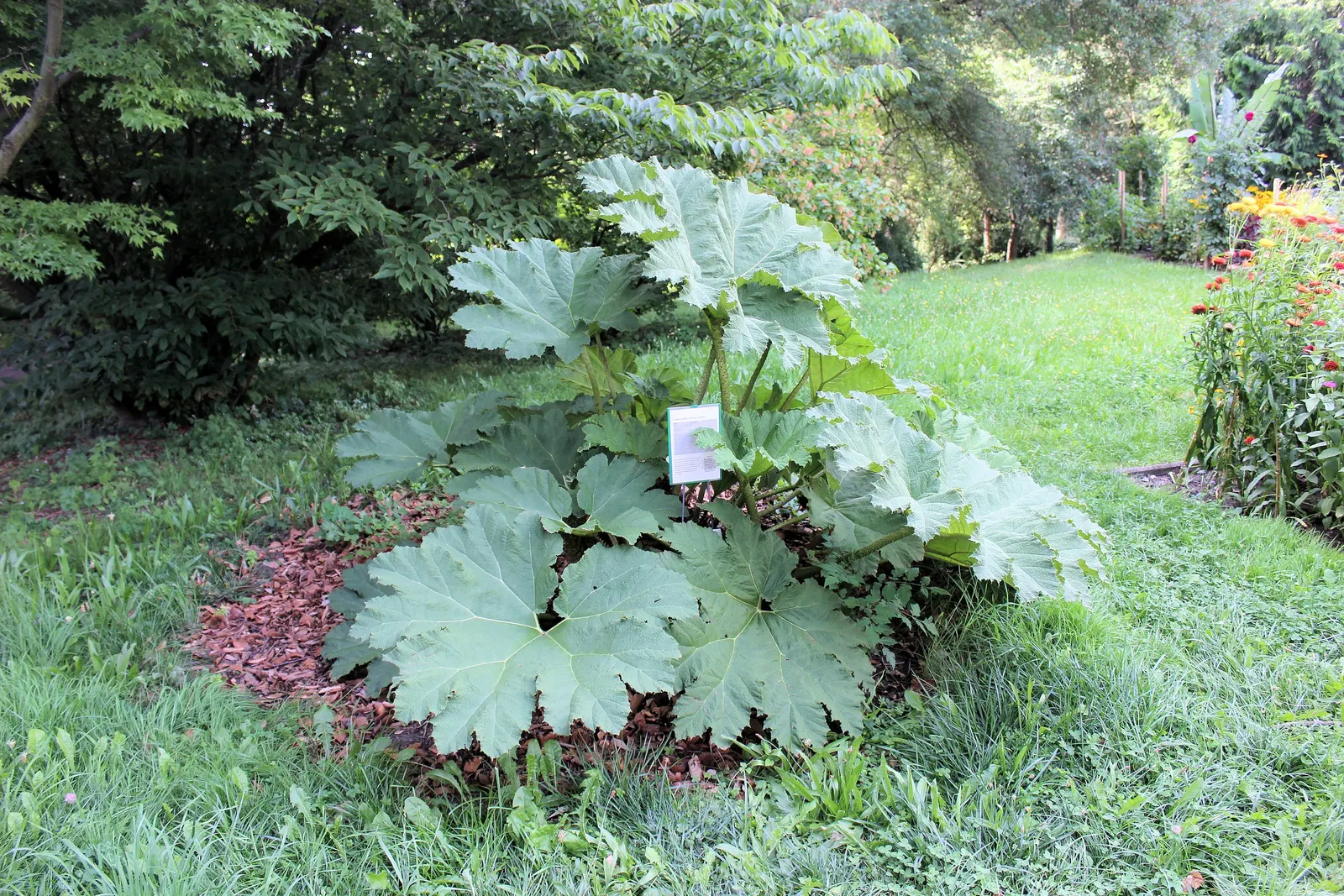 Giant Gunnera (Gunnera Manicata) — the Giant Gunnera thrives in moist; displaying tiny reddish-green florets, image 68