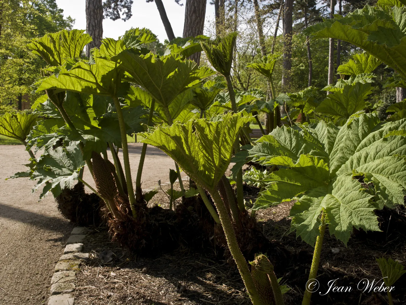 Giant Gunnera (Gunnera Manicata) — where its roots can remain hydrated; this architectural plant originates from South America and is renowned for, image 90