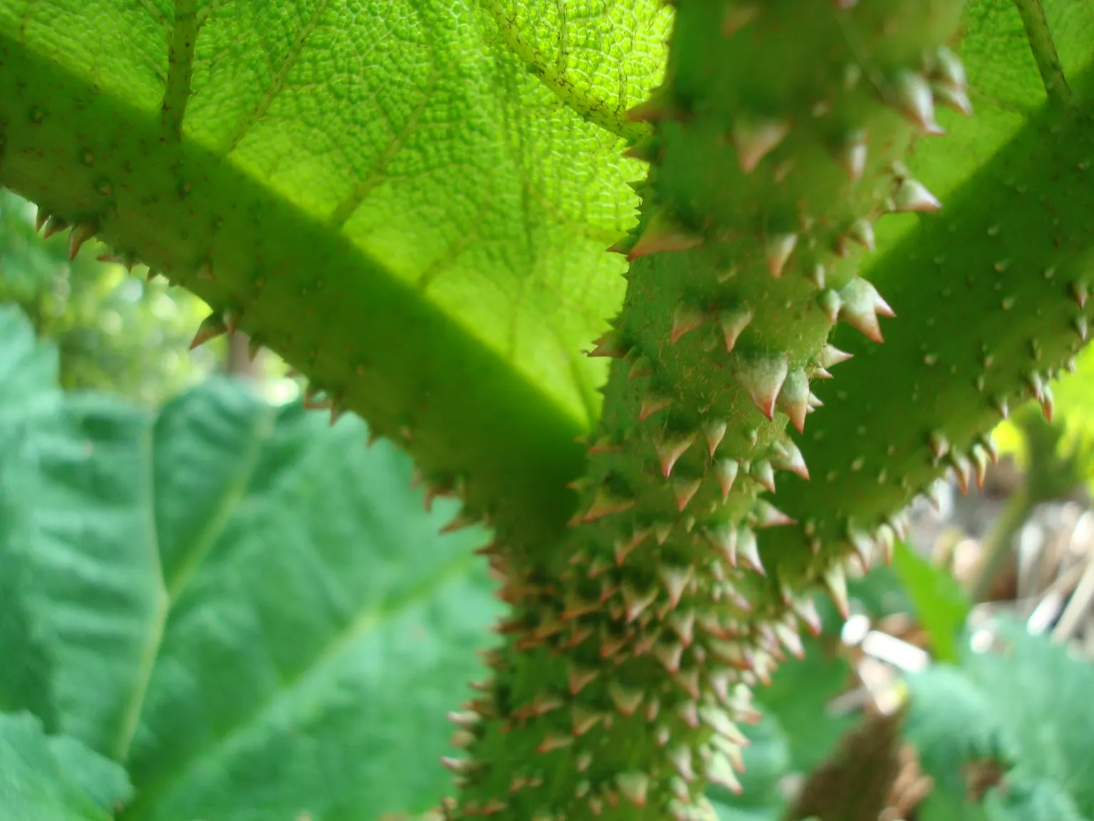 Giant Gunnera (Gunnera Manicata) — green and red flowers in the garden
