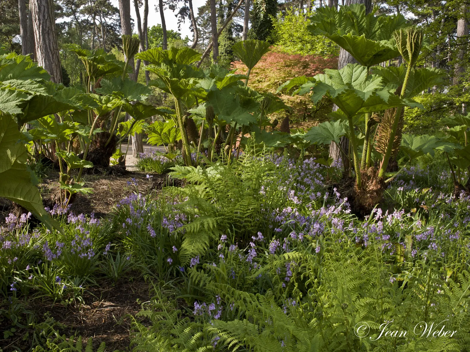Giant Gunnera (Gunnera Manicata) — displaying tiny reddish-green florets