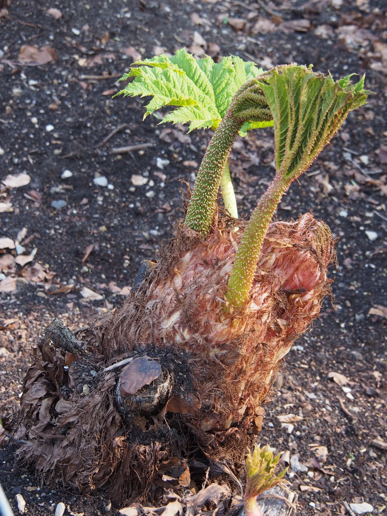 Giant Gunnera (Gunnera Manicata) — requiring ample space with a spread of 10 feet and a height of up to 8 feet; in summer, it produces red-green conical flower