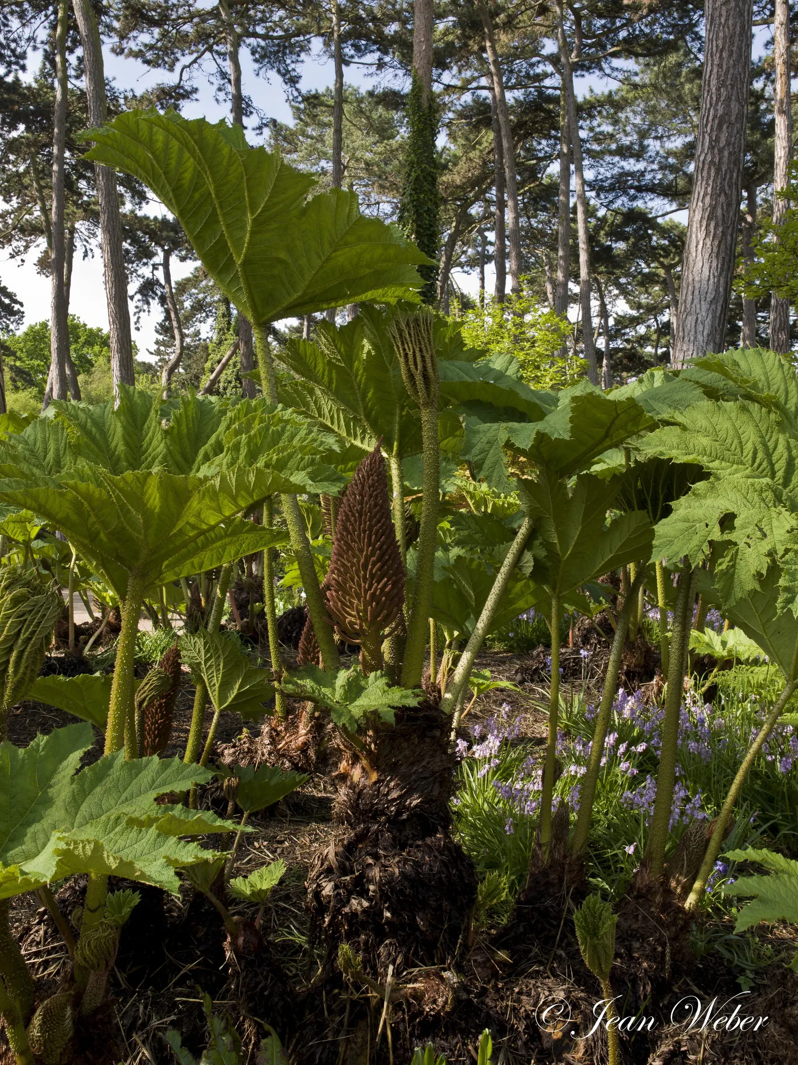 Giant Gunnera (Gunnera Manicata) — is an impactful perennial; requiring ample space with a spread of 10 feet and a height of up to 8 feet, image 101