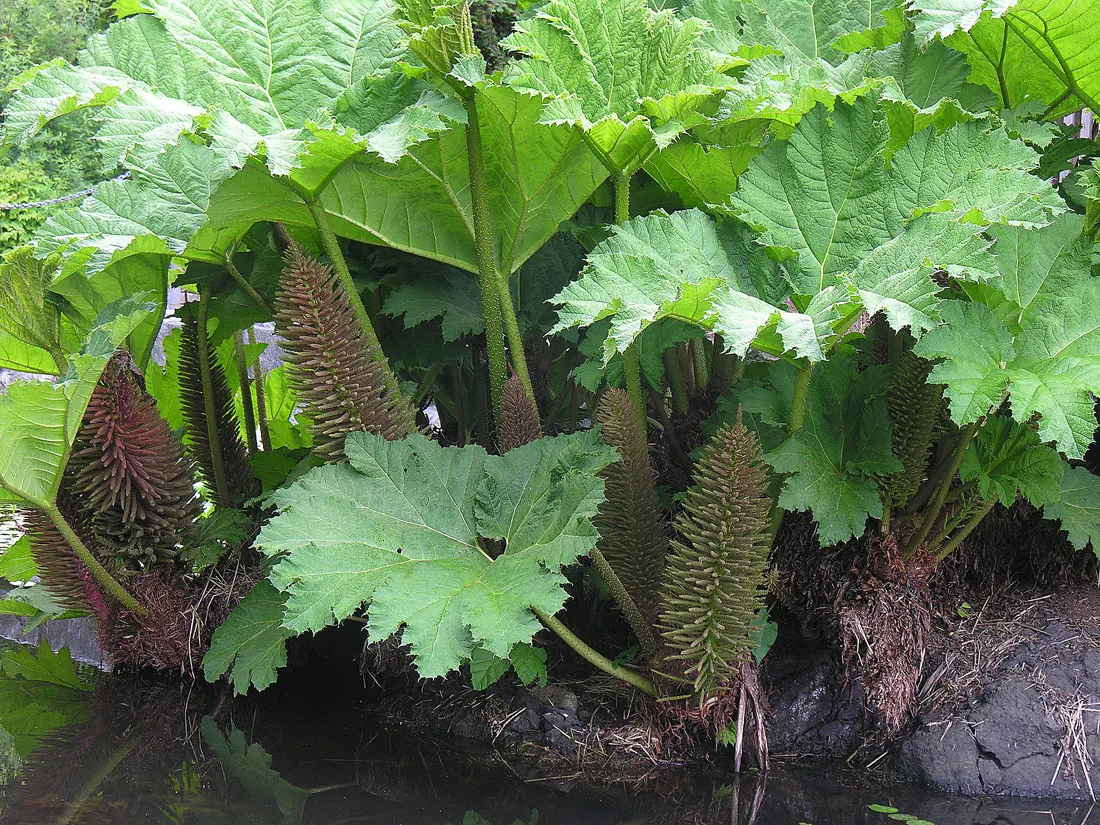 Giant Gunnera (Gunnera Manicata) — aquatic / perennial for full or half; regular feeding and consistent moisture will ensure this plant maintains vigor and its