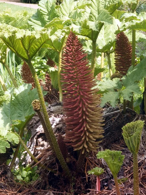 Giant Gunnera (Gunnera Manicata) — requiring ample space with a spread of 10 feet and a height of up to 8 feet; in summer, it produces red-green, image 64
