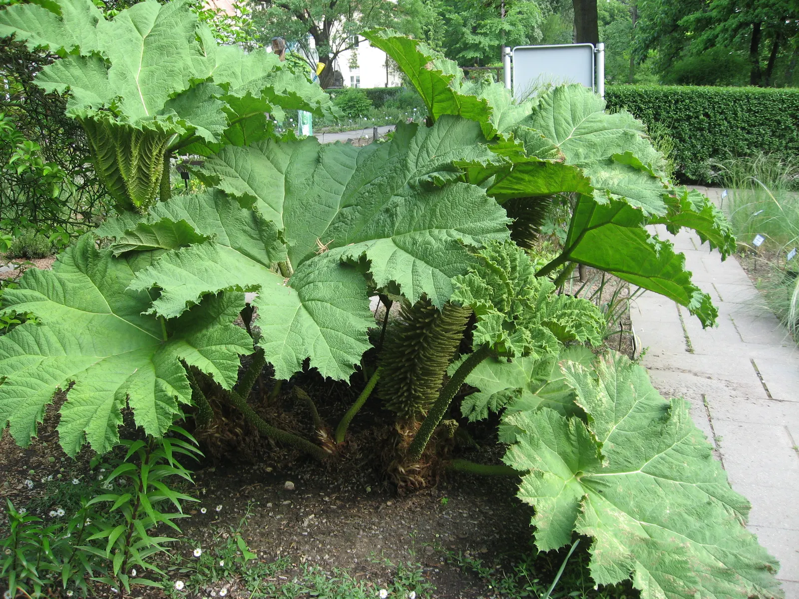 Giant Gunnera (Gunnera Manicata) — which can ascend to a stately 6 feet in height during the summer months