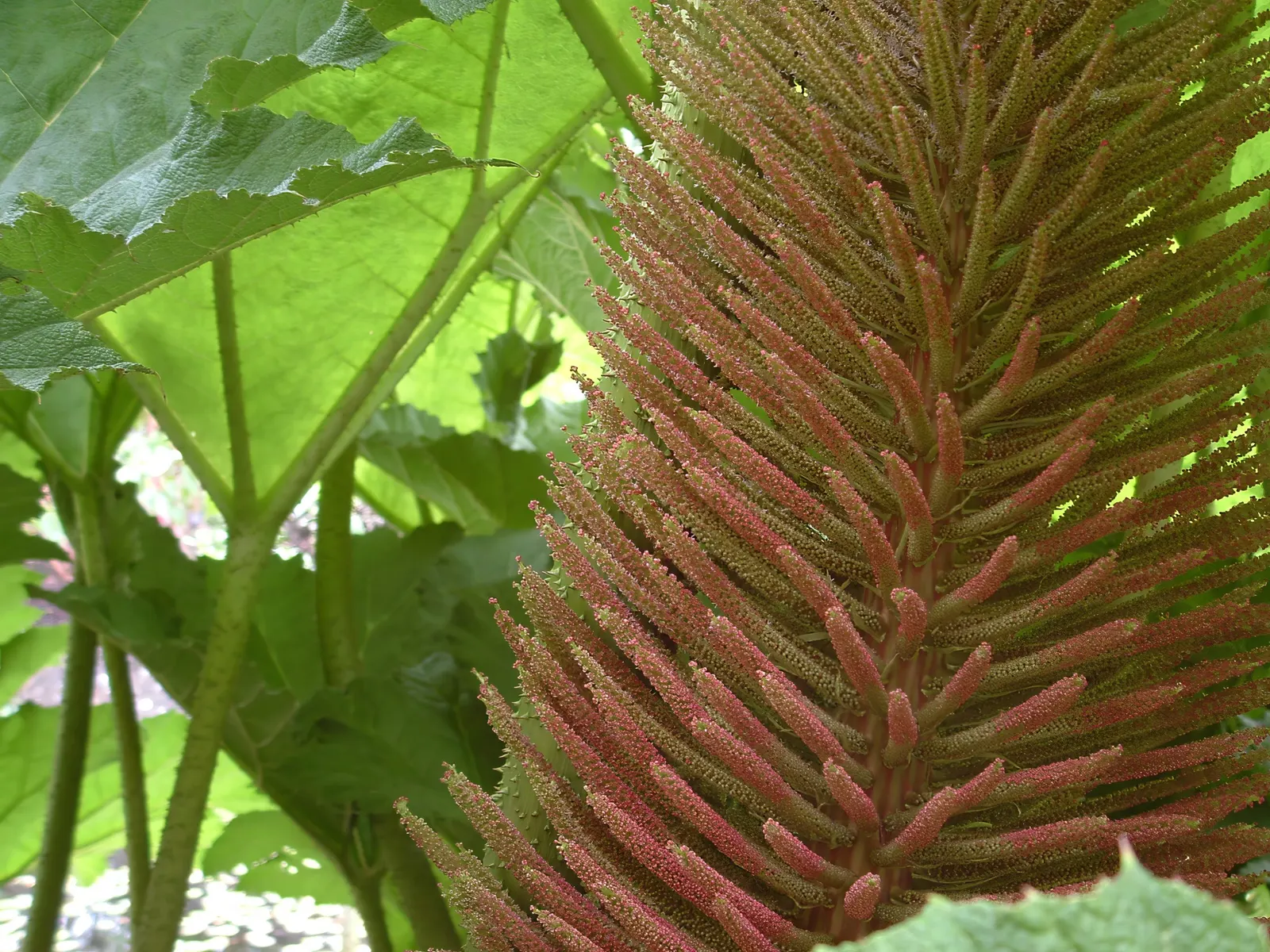 Giant Gunnera (Gunnera Manicata) — green and red flowers in the garden; ideal for a waterside focal point in USDA zones 7-10, image 58