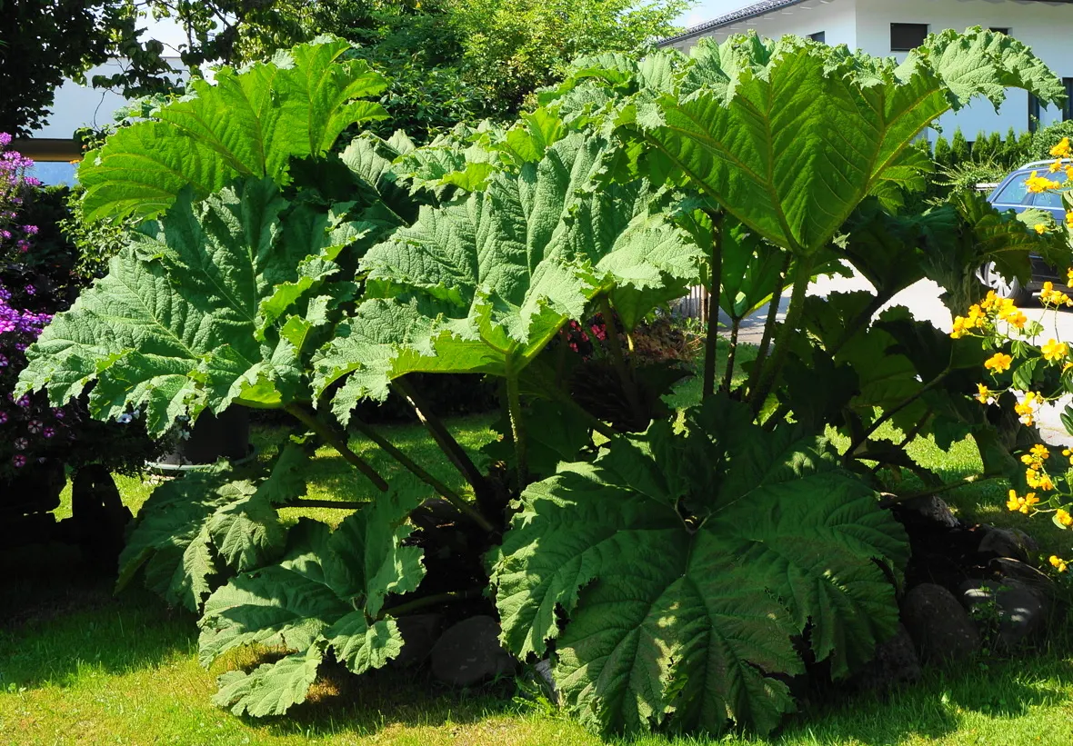 Giant Gunnera (Gunnera Manicata) — In summer, it produces red-green conical flower spikes, adding to its dramatic presence; which can ascend to a stately 6